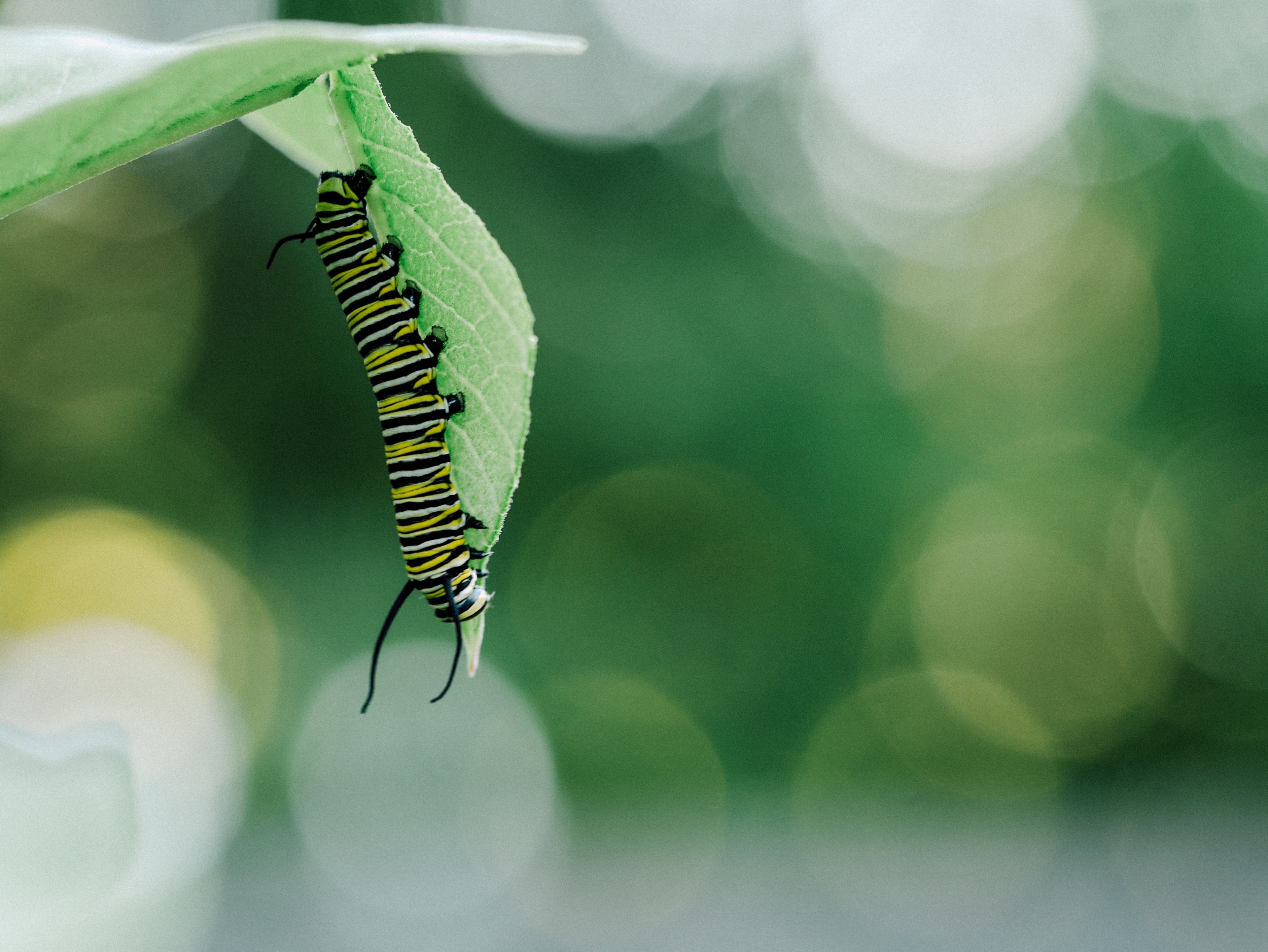 leaf caterpillar plant and insect 4k, HD Wallpaper