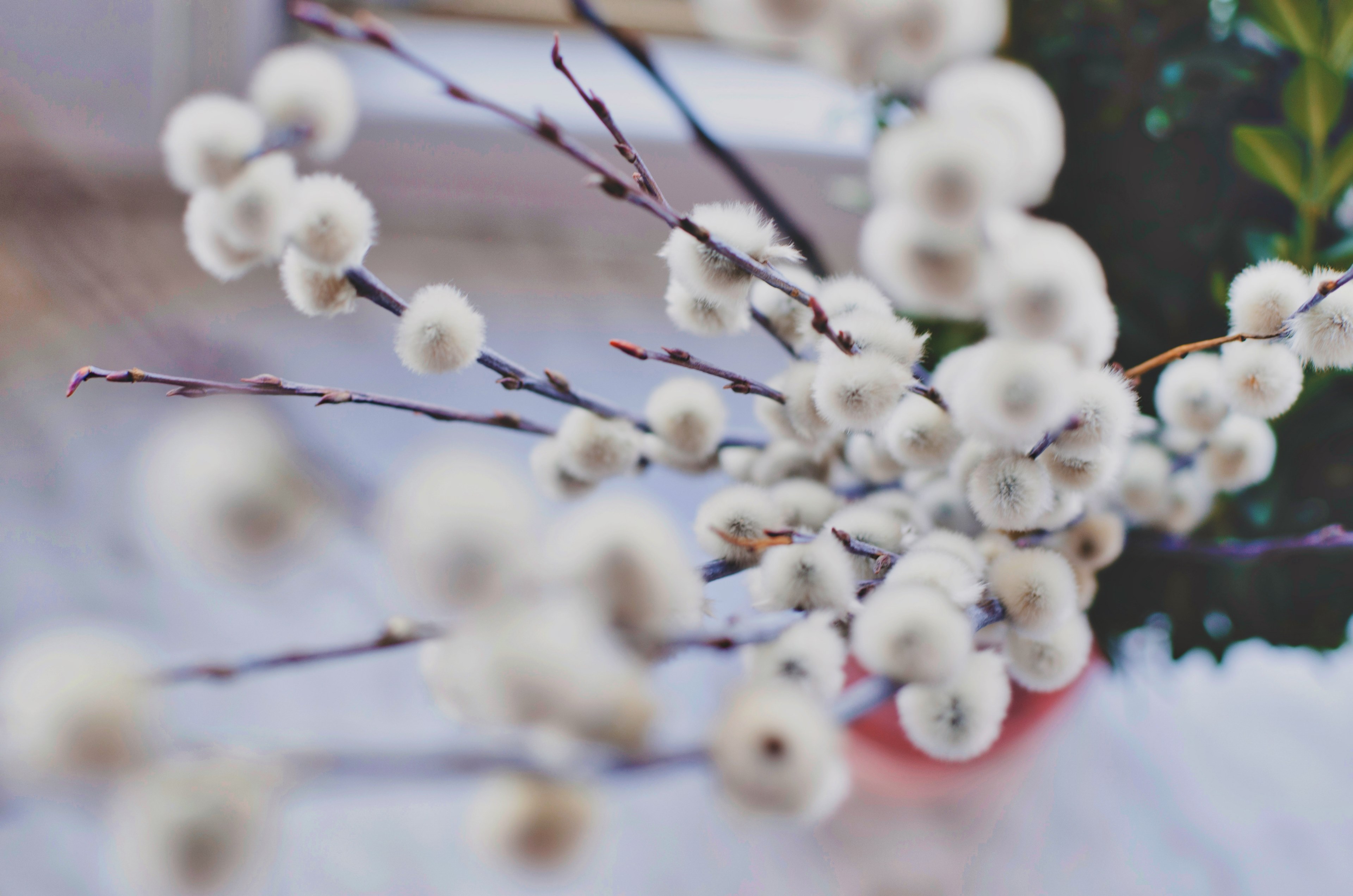 easter natura and catkin 4k, HD Wallpaper