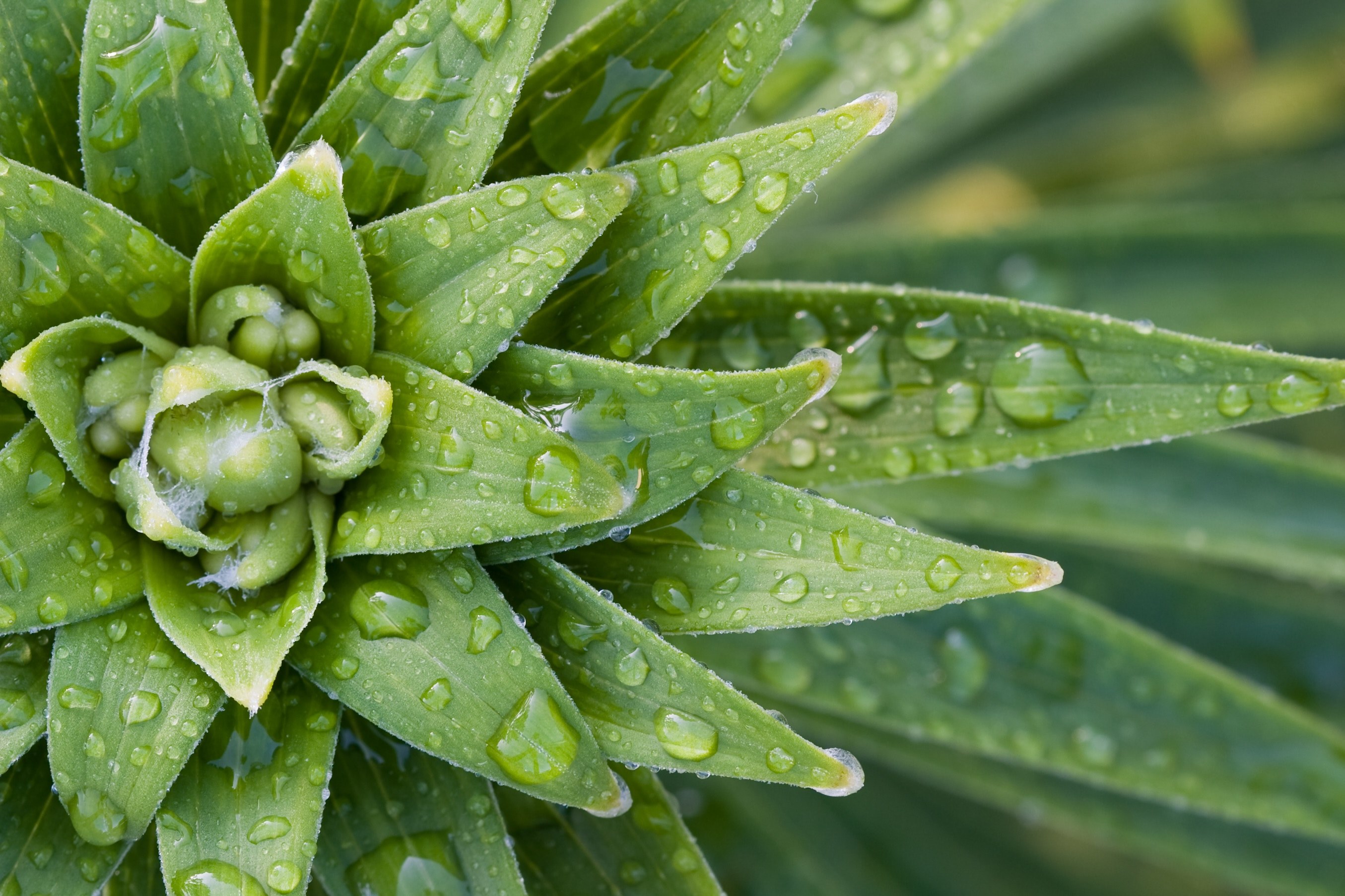 an overhead shot of large water drops on a green succulent, top view of dew covered succulent 4k, HD Wallpaper