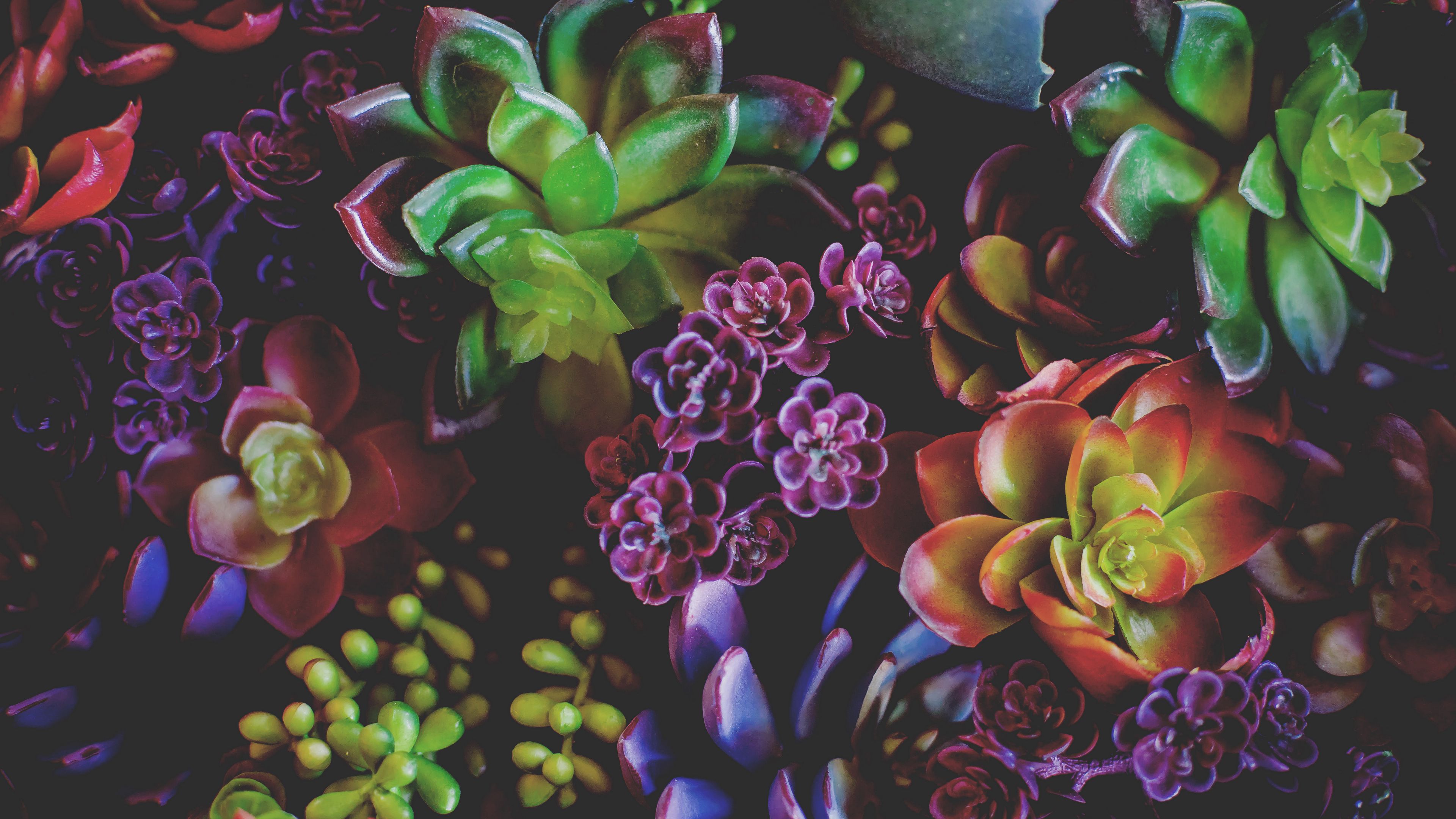 flowers, houseplants, leaves, 4k, HD Wallpaper