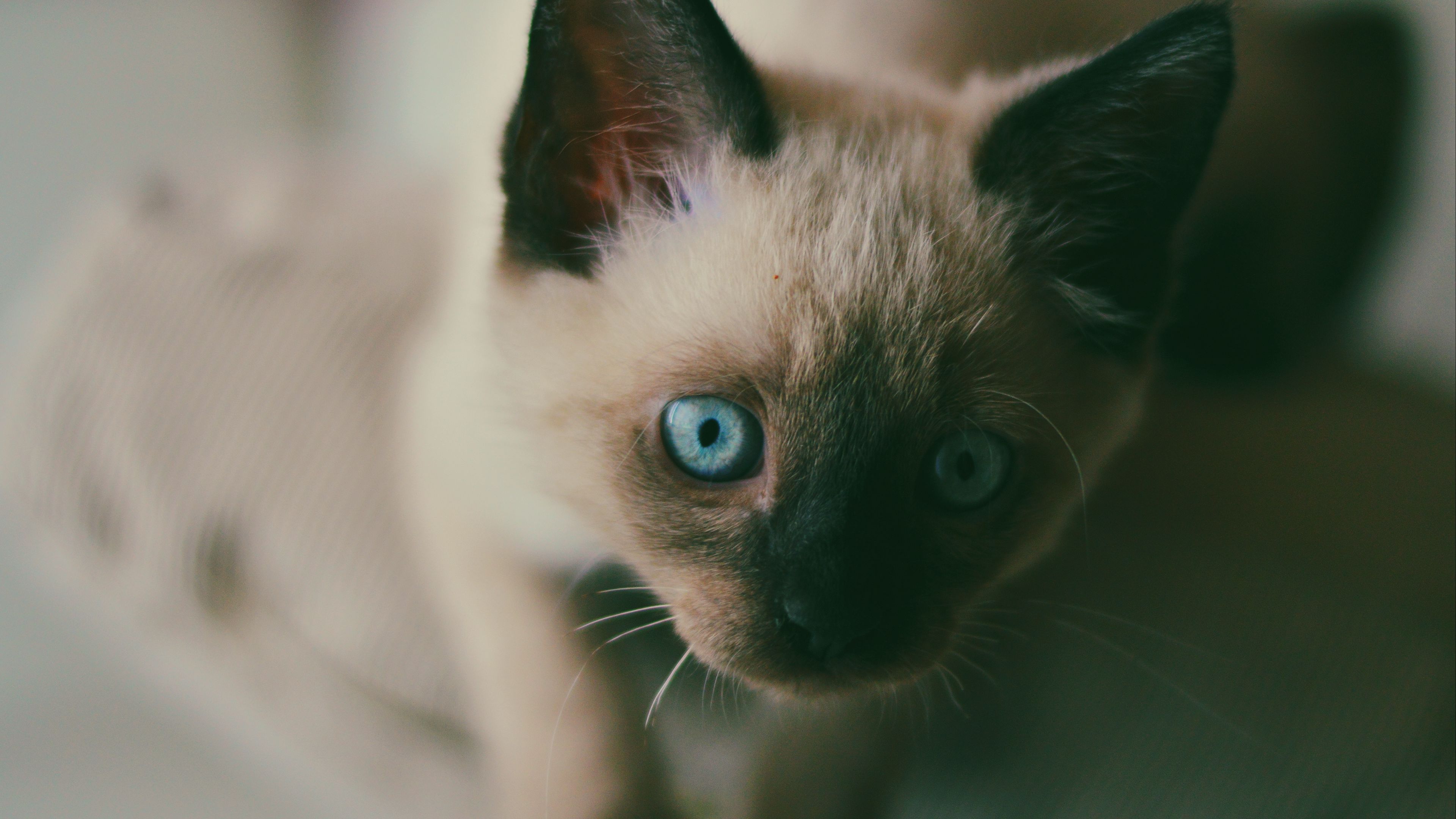 kitten, siamese, muzzle, blue-eyed, 4k, HD Wallpaper