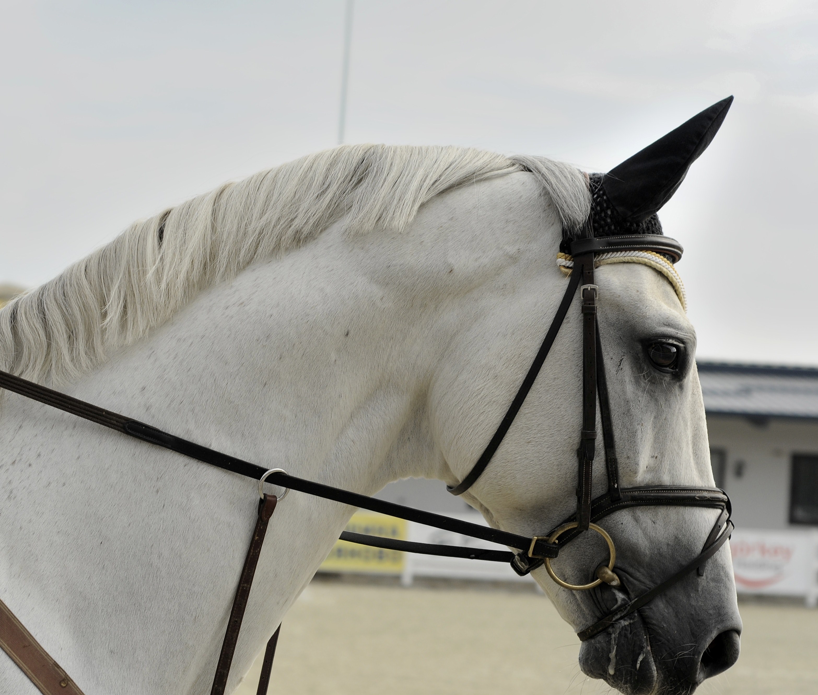 a close up of the side of a gray horses head with a bridle and an ear net, gray horse wearing a bridle 4k, HD Wallpaper