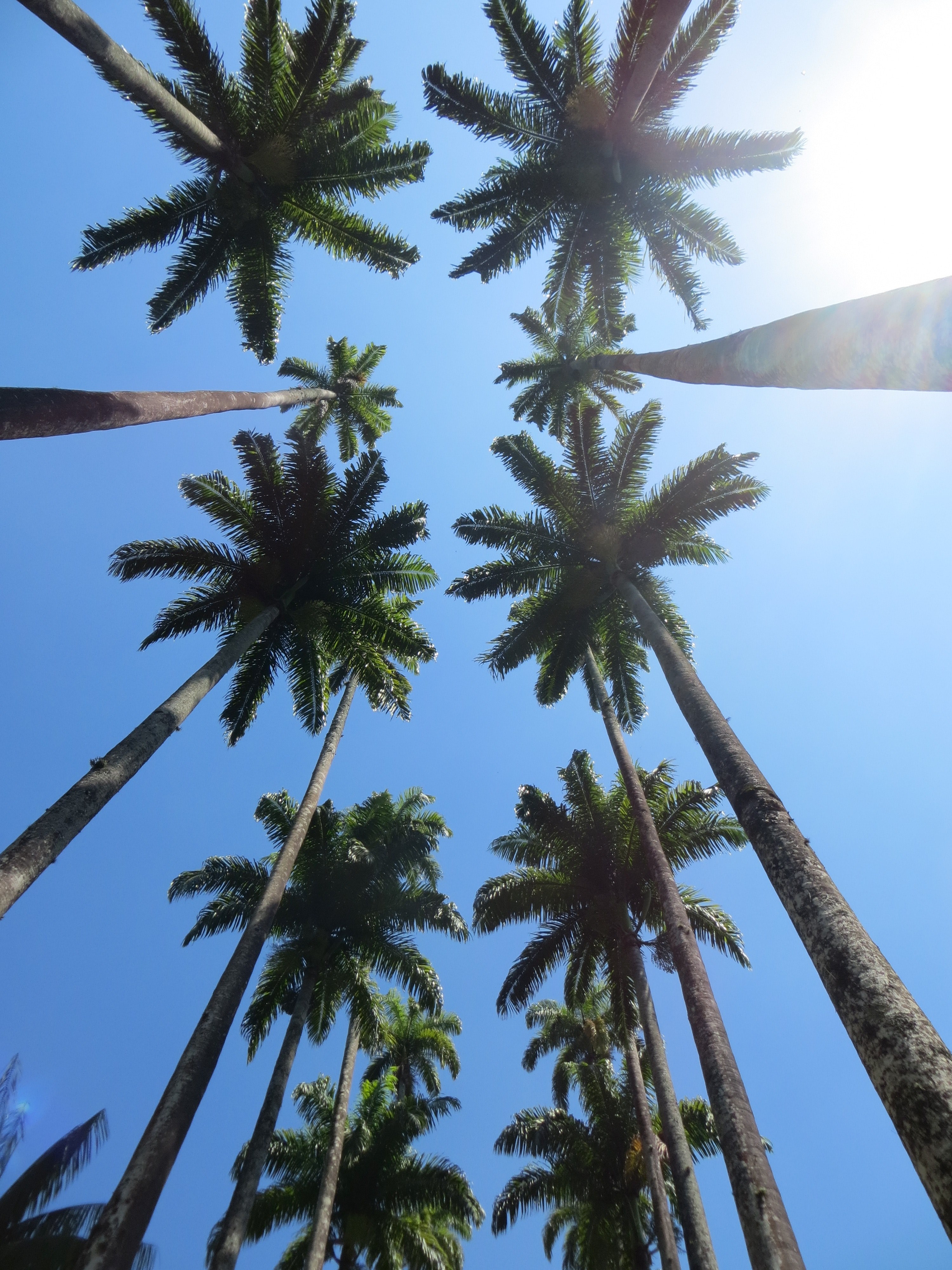 looking straight up at a dozen palm trees against a sunny blue sky, glare of the sun 4k, Phone HD Wallpaper