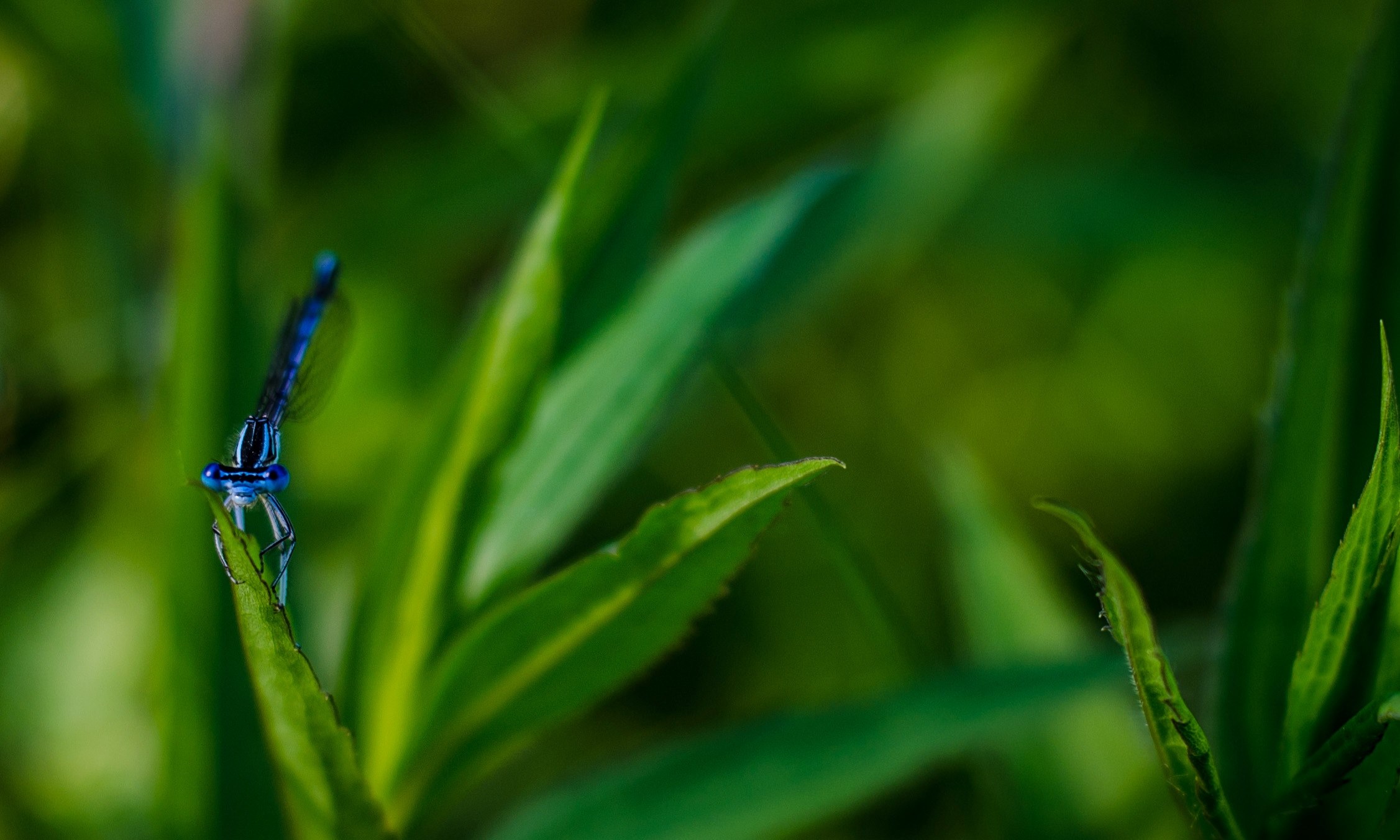 a blue dragonfly clutching a green lance like leaf, blue dragonfly in macro 4k, HD Wallpaper