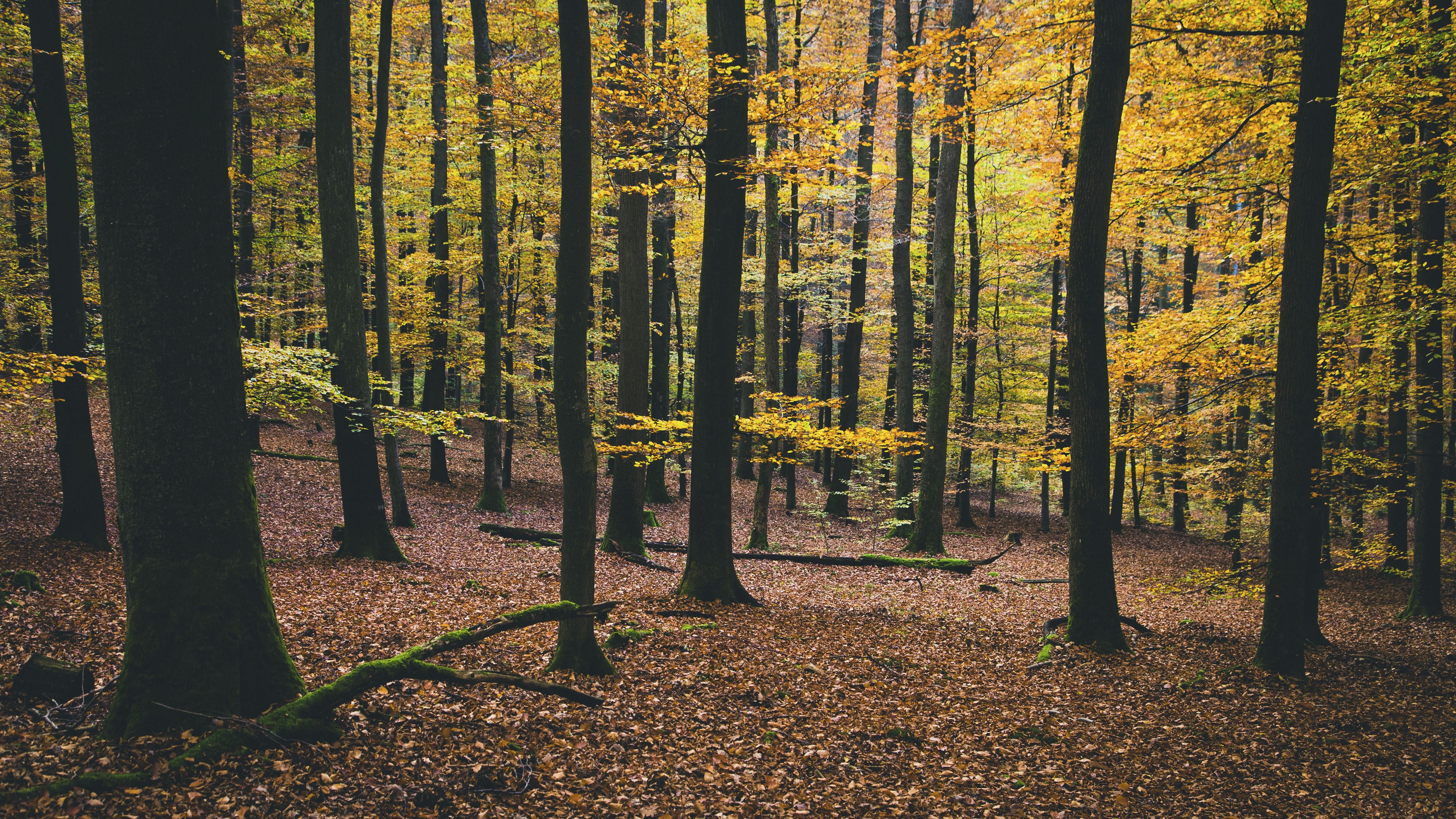 trees, autumn, foliage, 4k, HD Wallpaper
