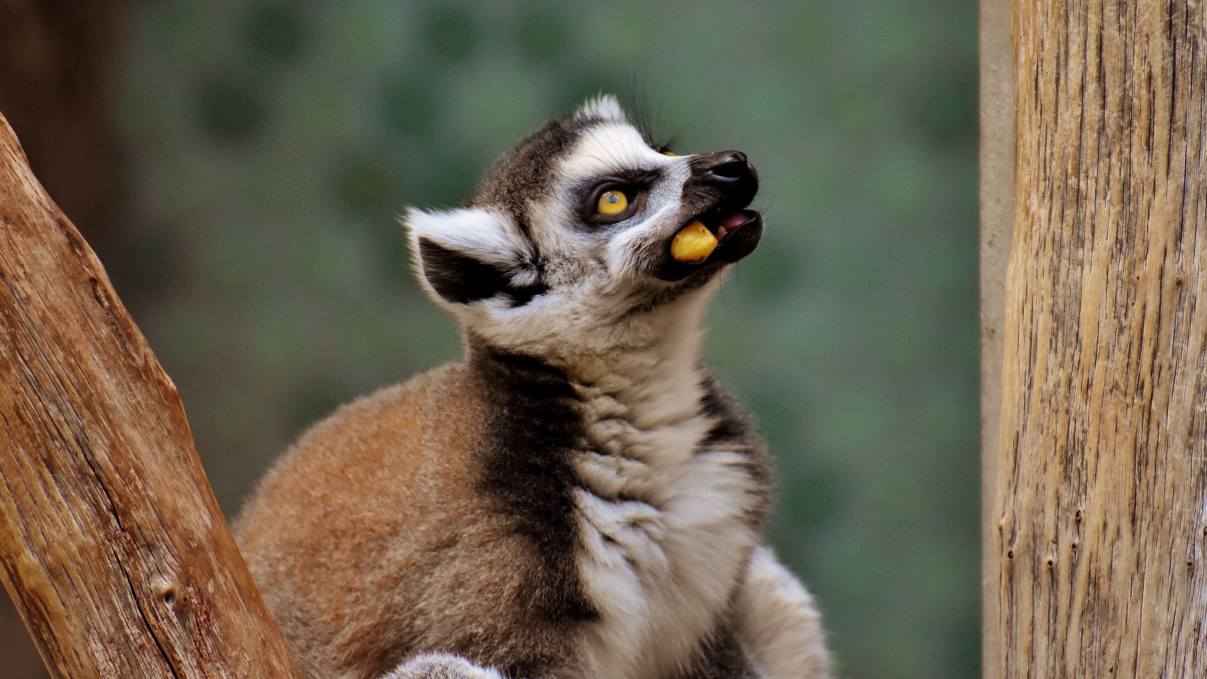lemur, muzzle, food, look, 4k, HD Wallpaper
