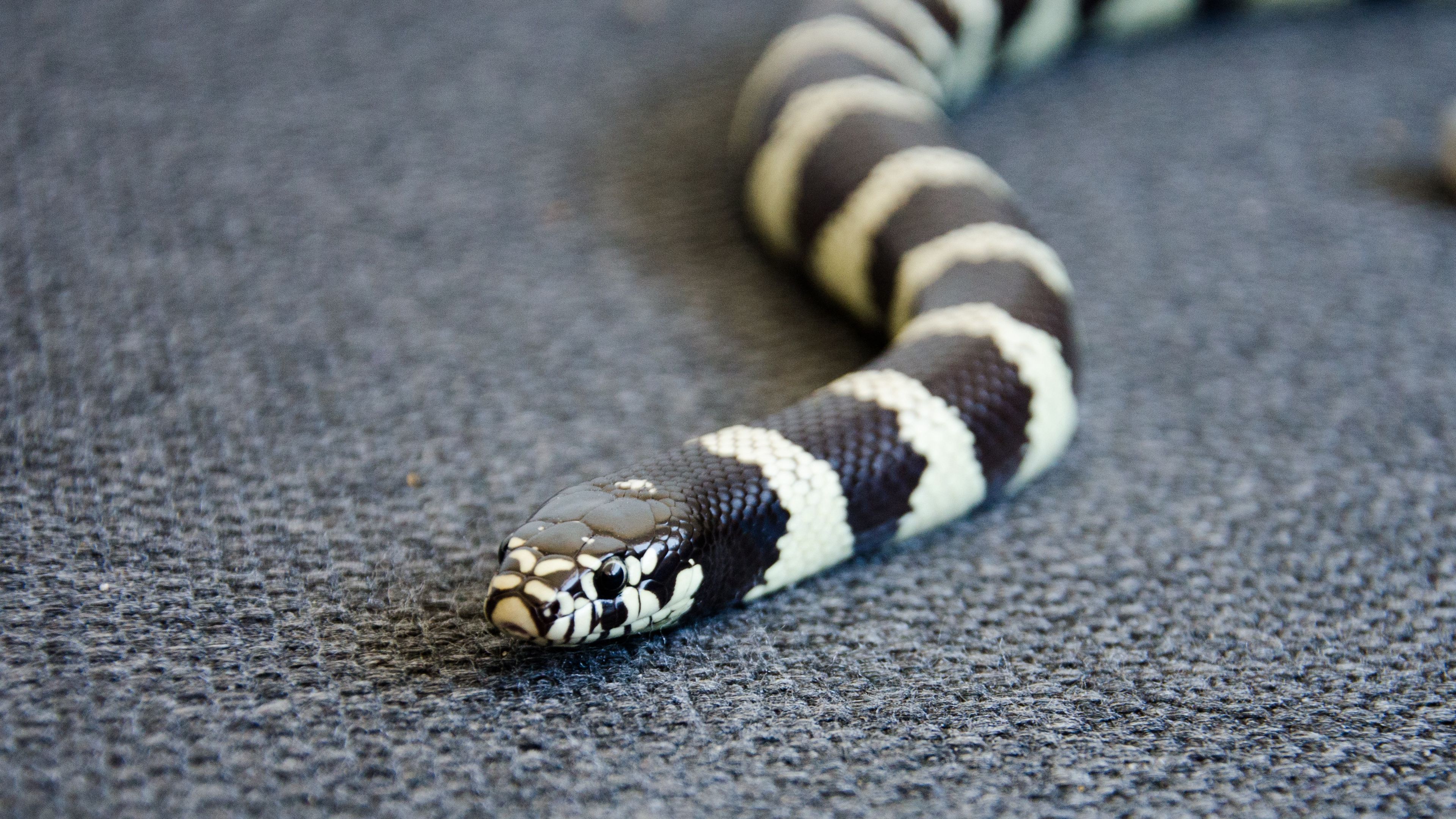 snake, reptile, head, color, 4k, HD Wallpaper
