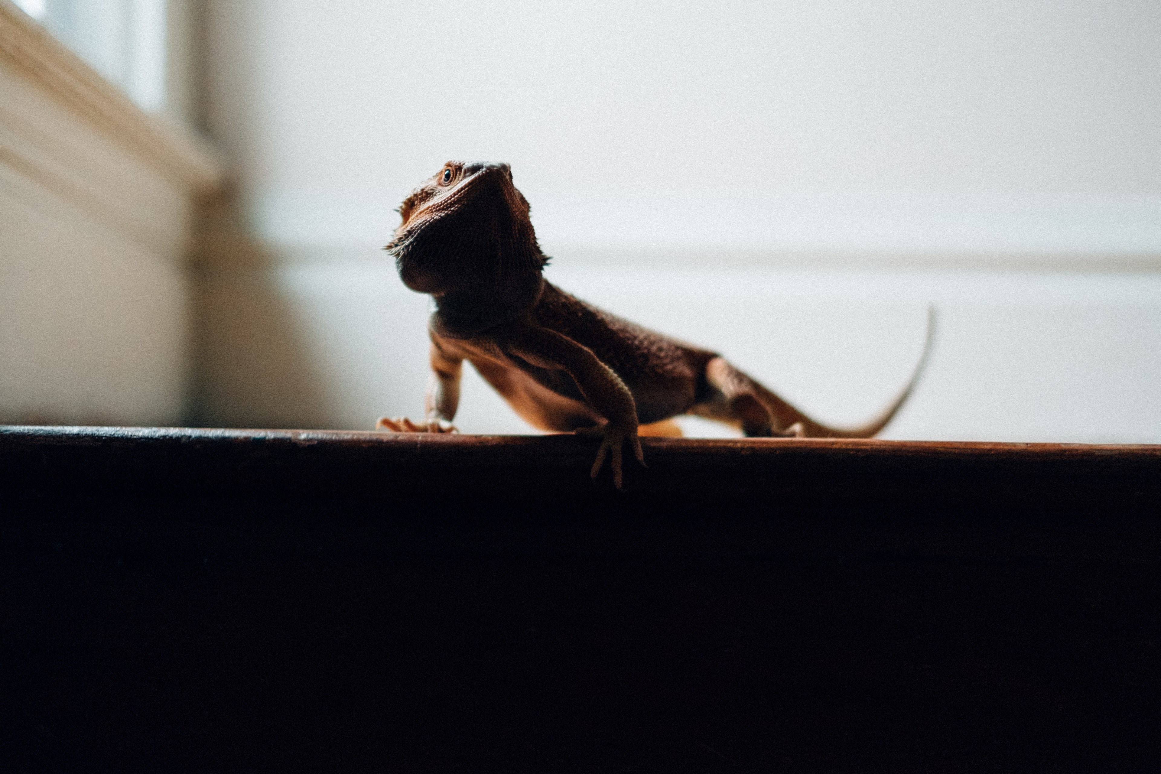 lizard reptile bearded dragon and stair 4k, HD Wallpaper