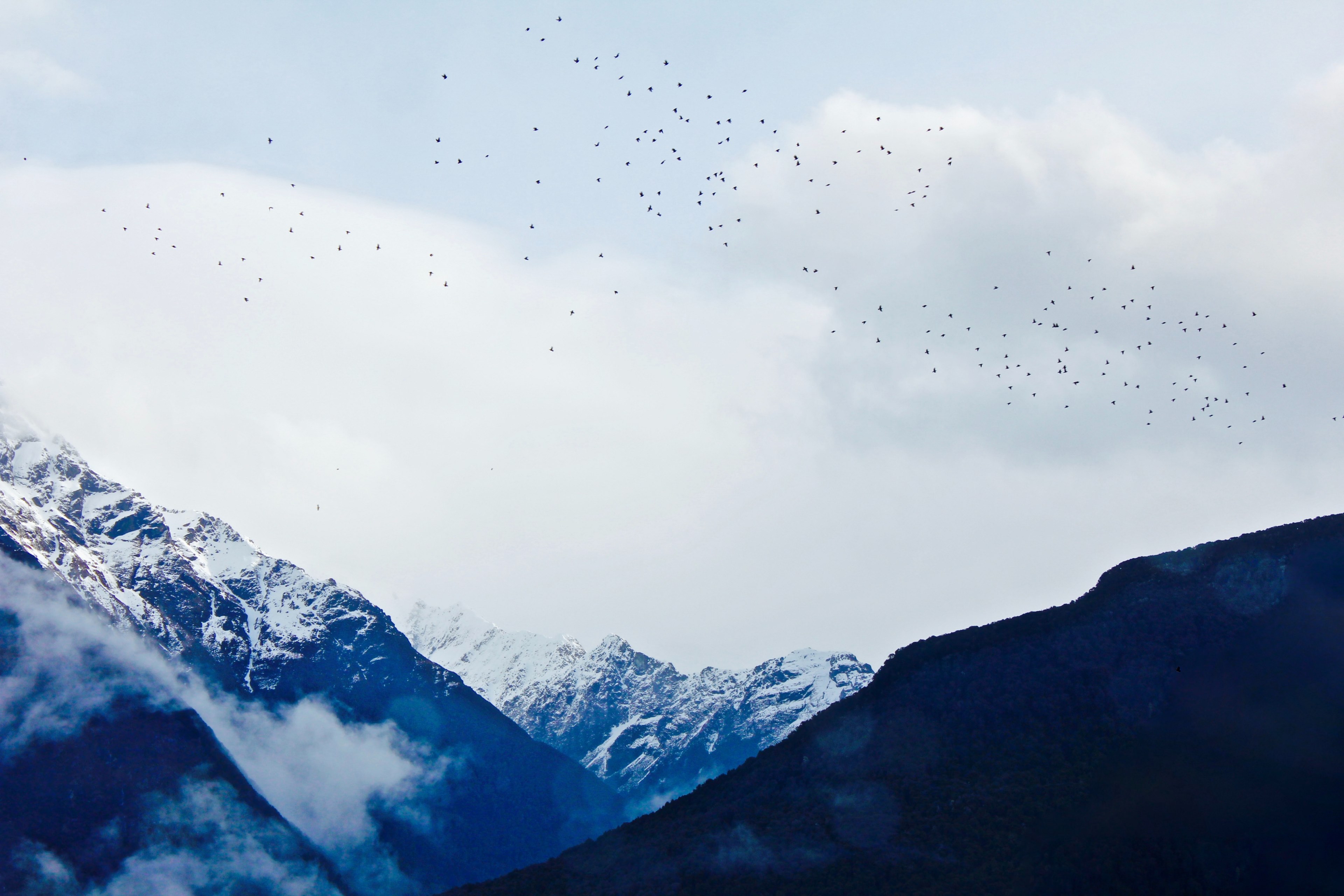 birds flying above a snowy mountain peak, birds flying over mountain 4k, HD Wallpaper