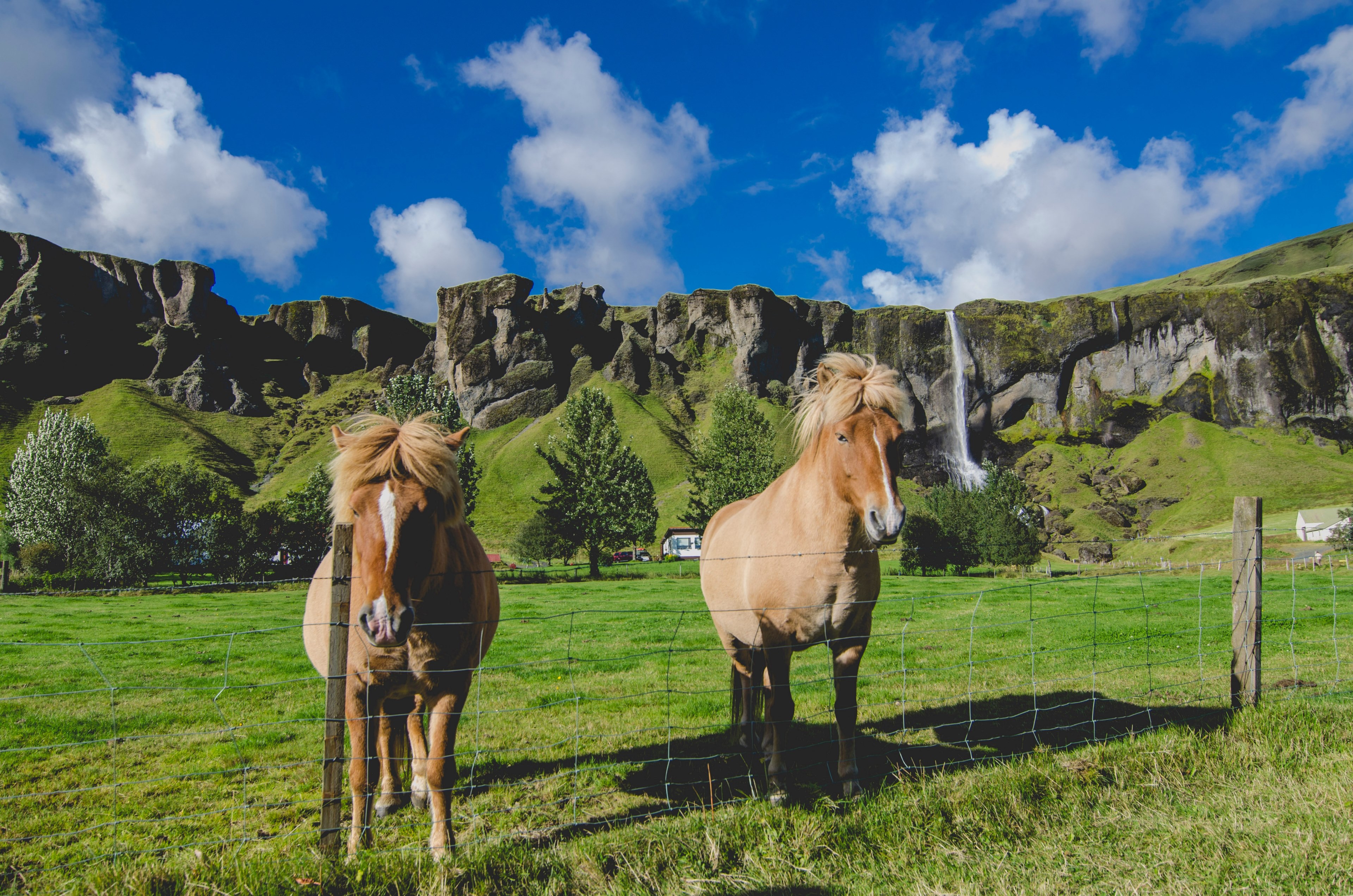 two palomino horses in a wire enclosure near a waterfall tumbling down a rocky ledge, palomino horses by a waterfall 4k, HD Wallpaper