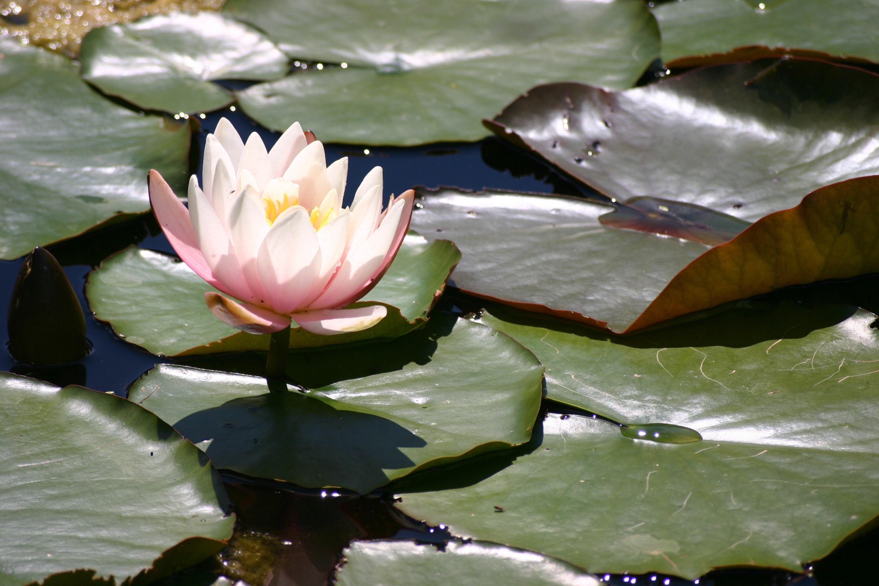 pond water flower and water lily 4k, HD Wallpaper