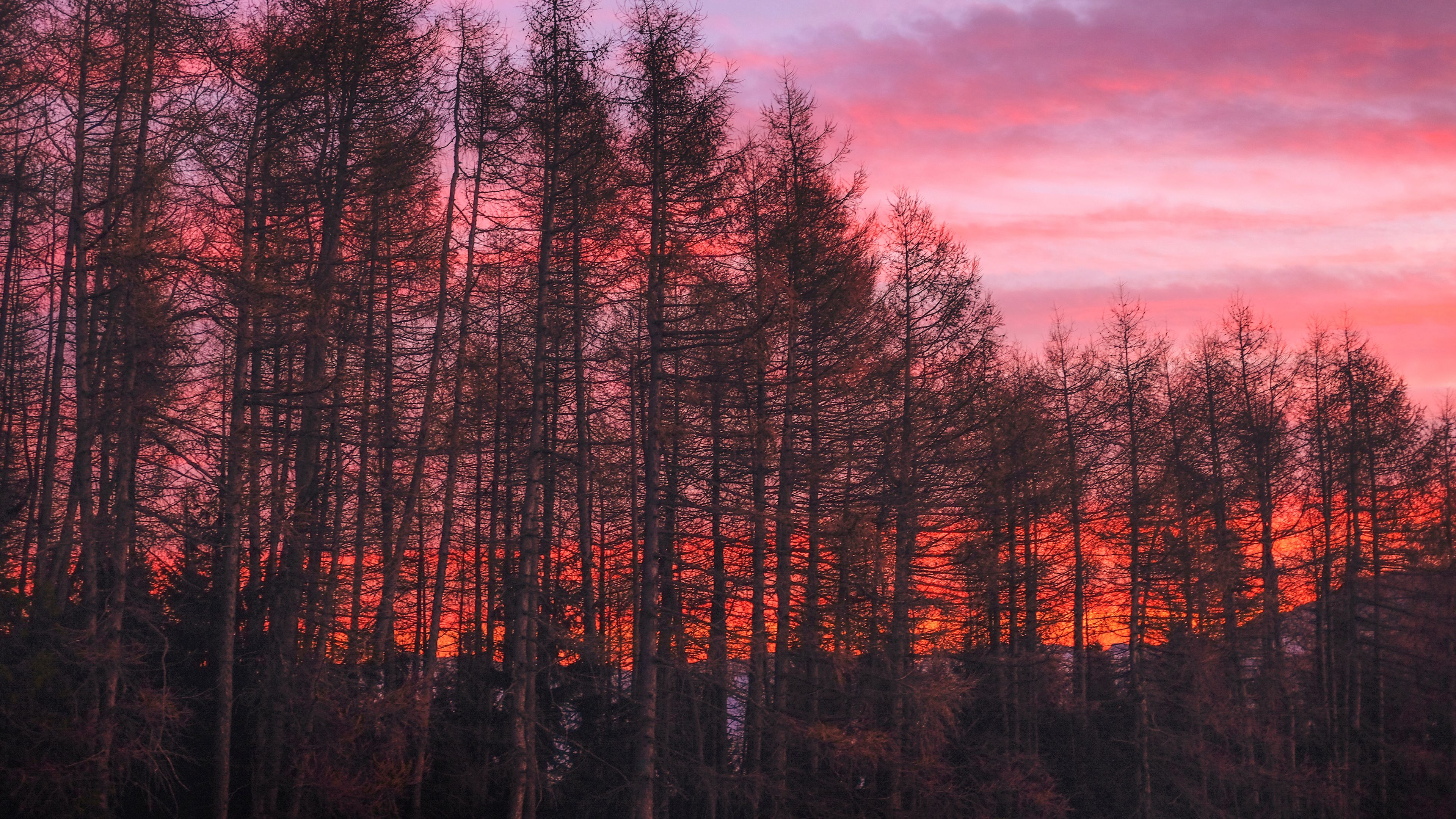 trees, sunset, sky, 4k, HD Wallpaper