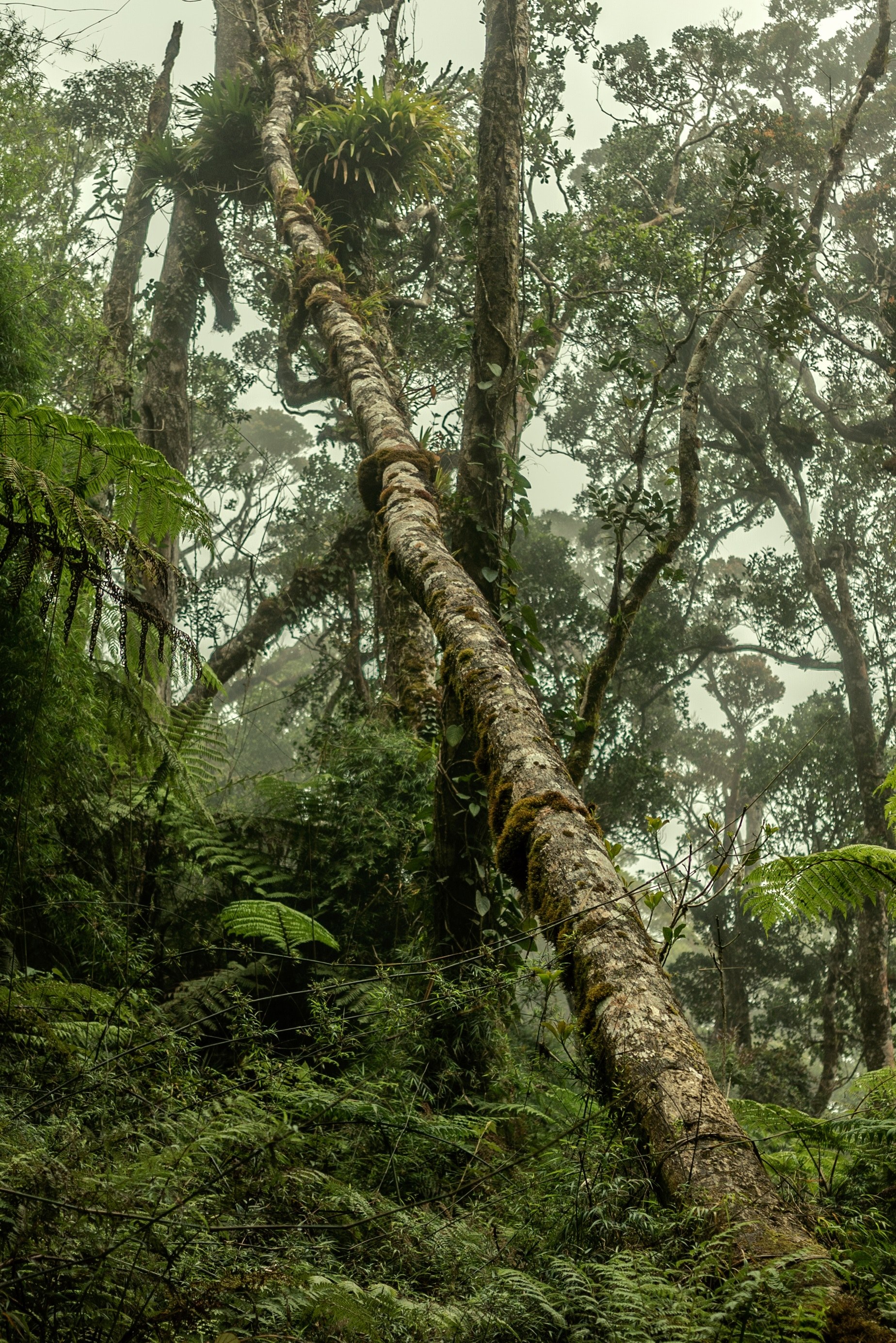 tree old forest travel and backpacking hd, 4k, Phone HD Wallpaper