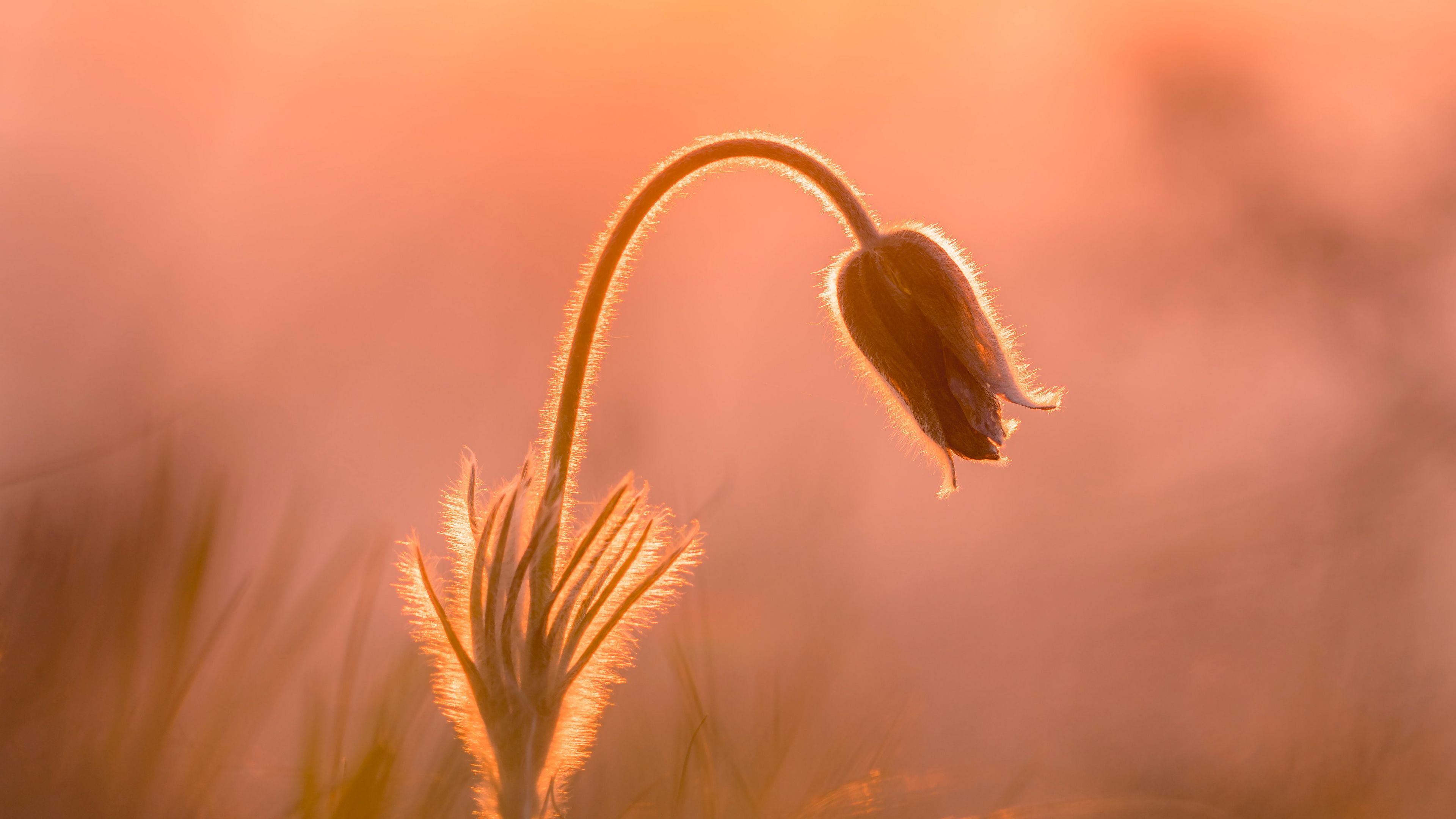 bud, rays, glare, plant, 4k, HD Wallpaper