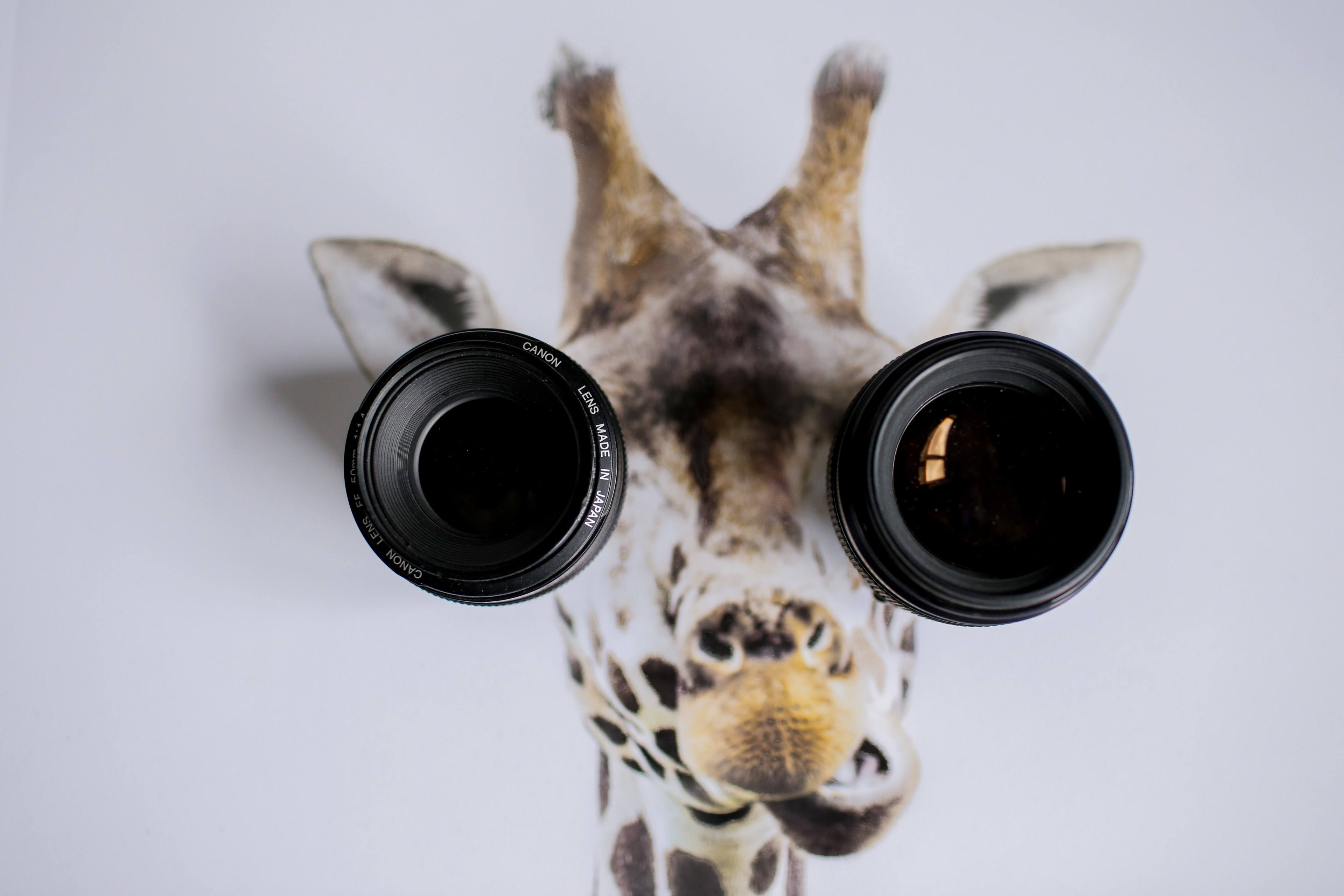 two camera lenses on a picture of a giraffes head, lens eye giraffe 4k, HD Wallpaper