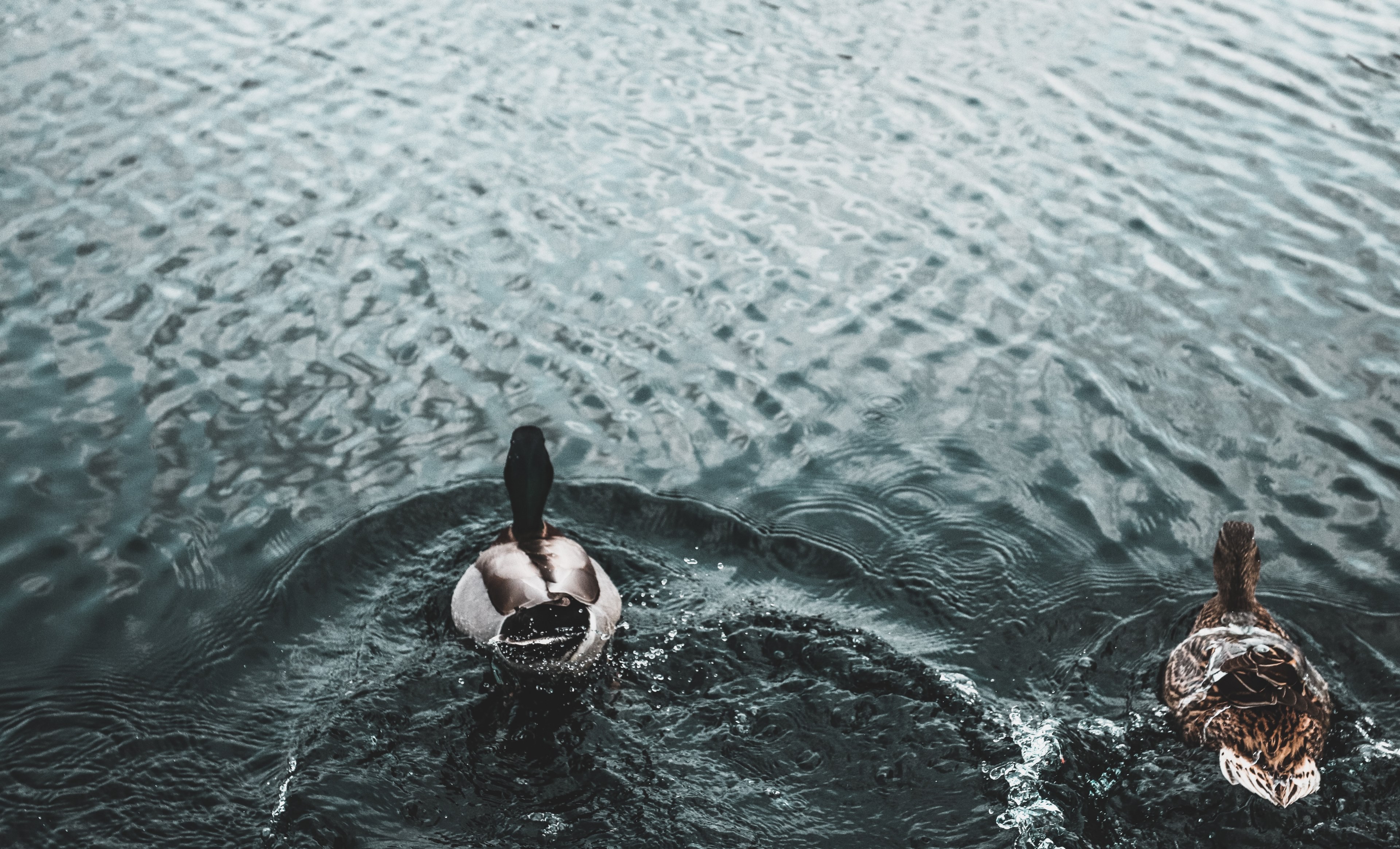 water duck aquatic bird and splash 4k, HD Wallpaper