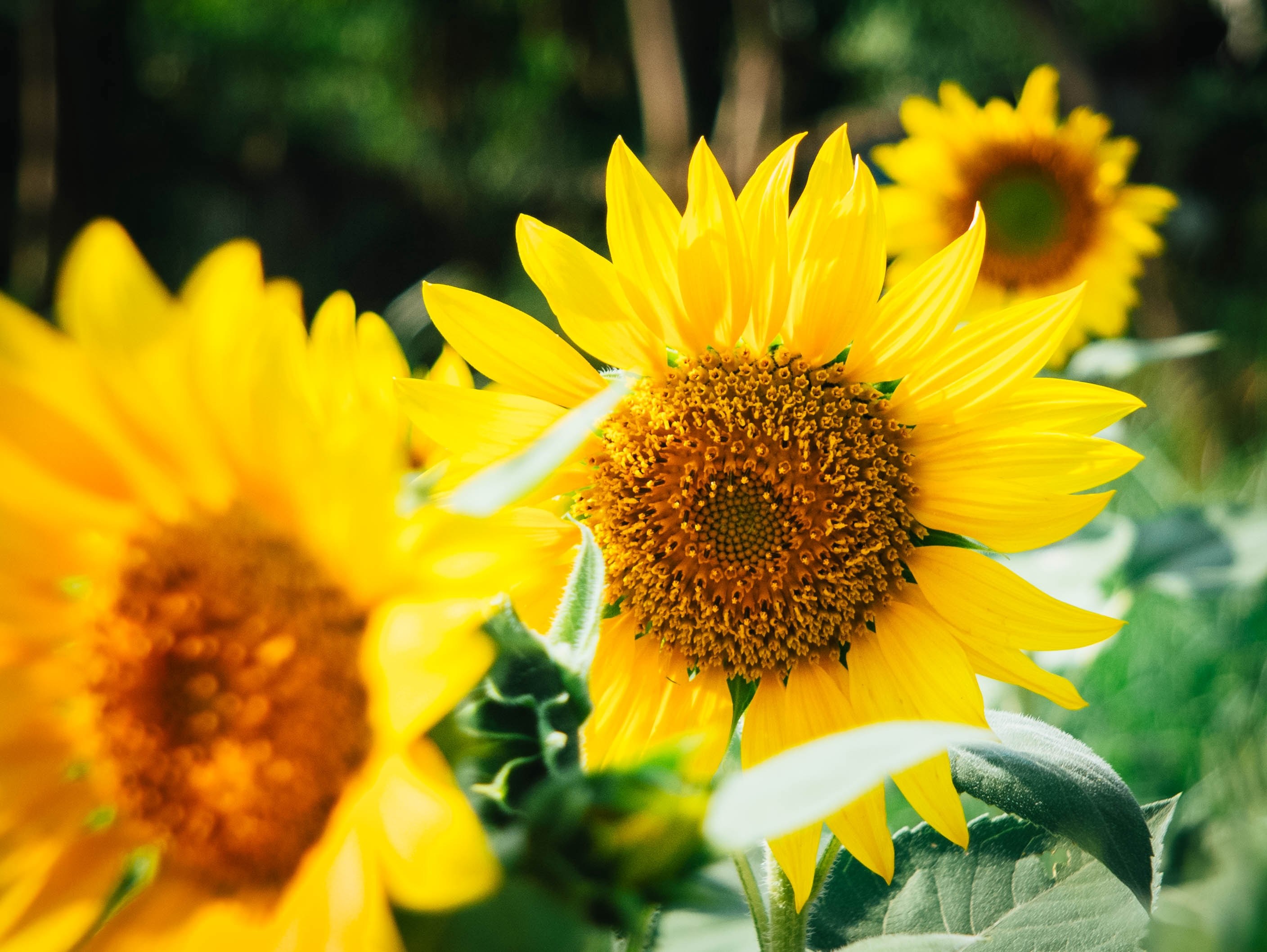close up of several sunflower heads in direct sunlight, sunflowers on a sunny day 4k, HD Wallpaper