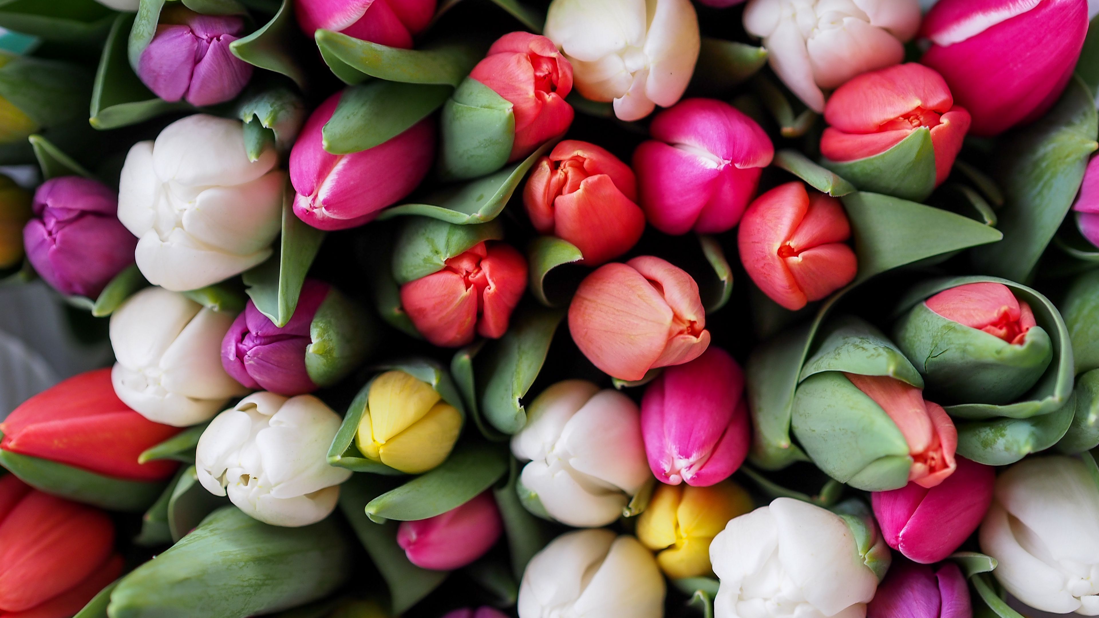 tulips, bouquet, flowers, 4k, HD Wallpaper