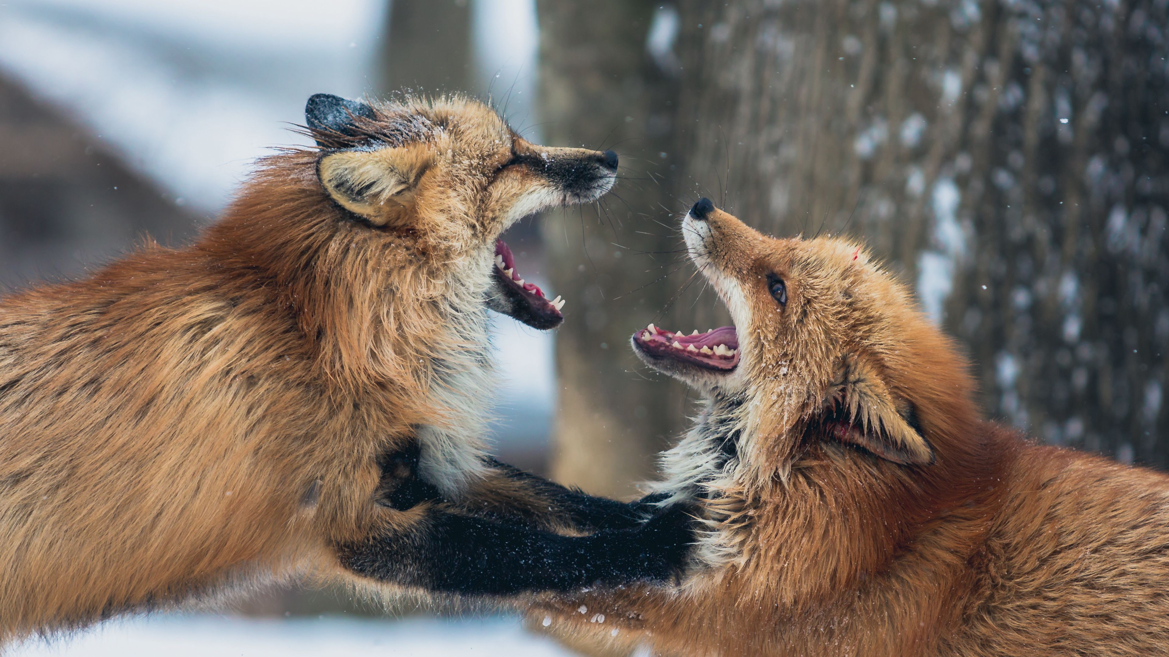foxes, couple, playful, aggression, 4k, HD Wallpaper