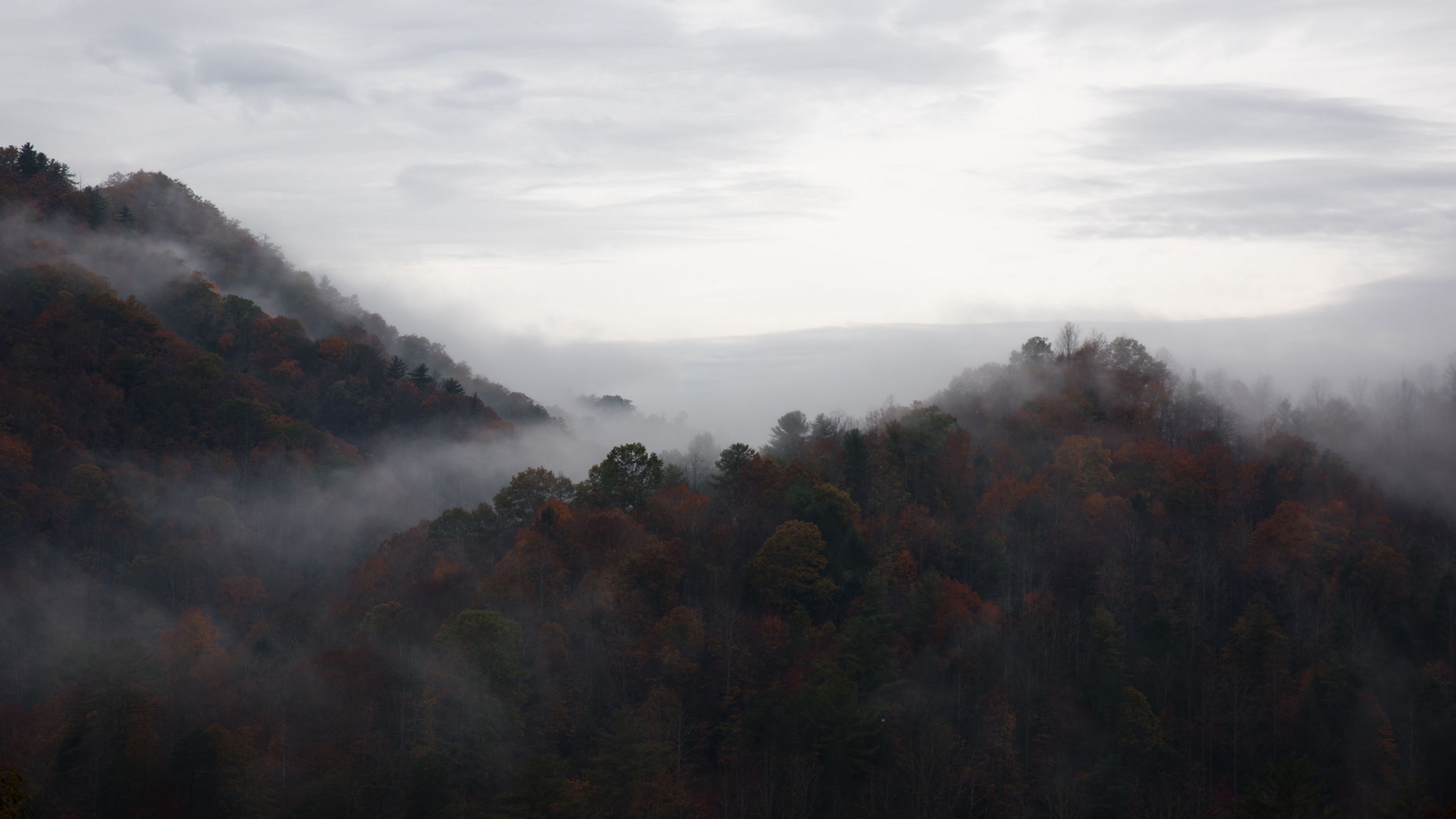 trees, fog, mountains, sky, 4k, HD Wallpaper