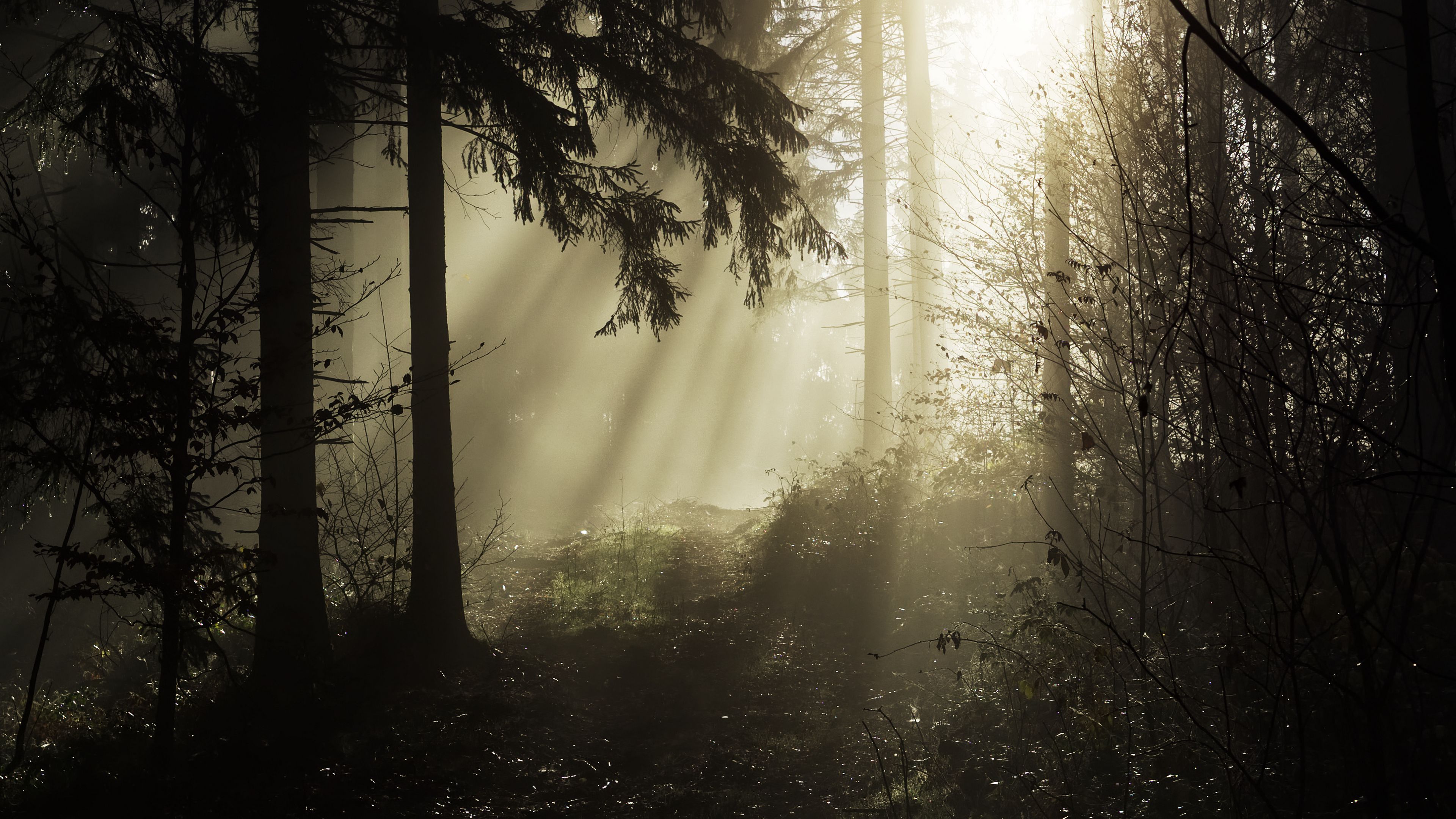 forest, rays, trees, 4k, HD Wallpaper