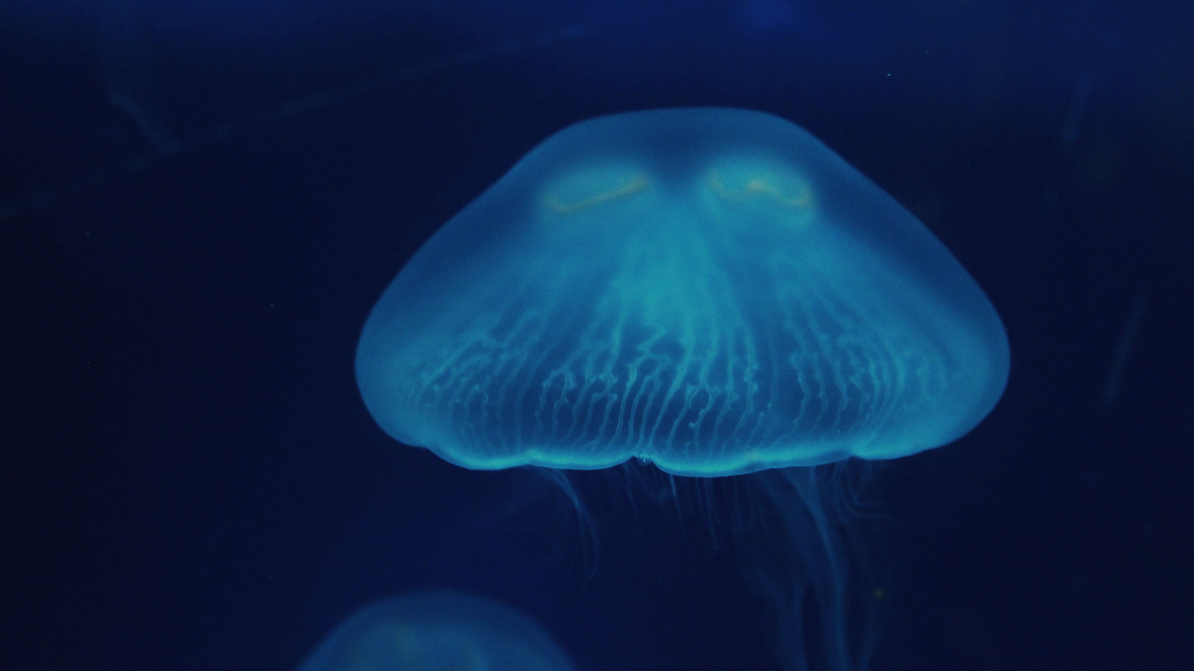jellyfish, close-up, surface, underwater world, 4k, HD Wallpaper
