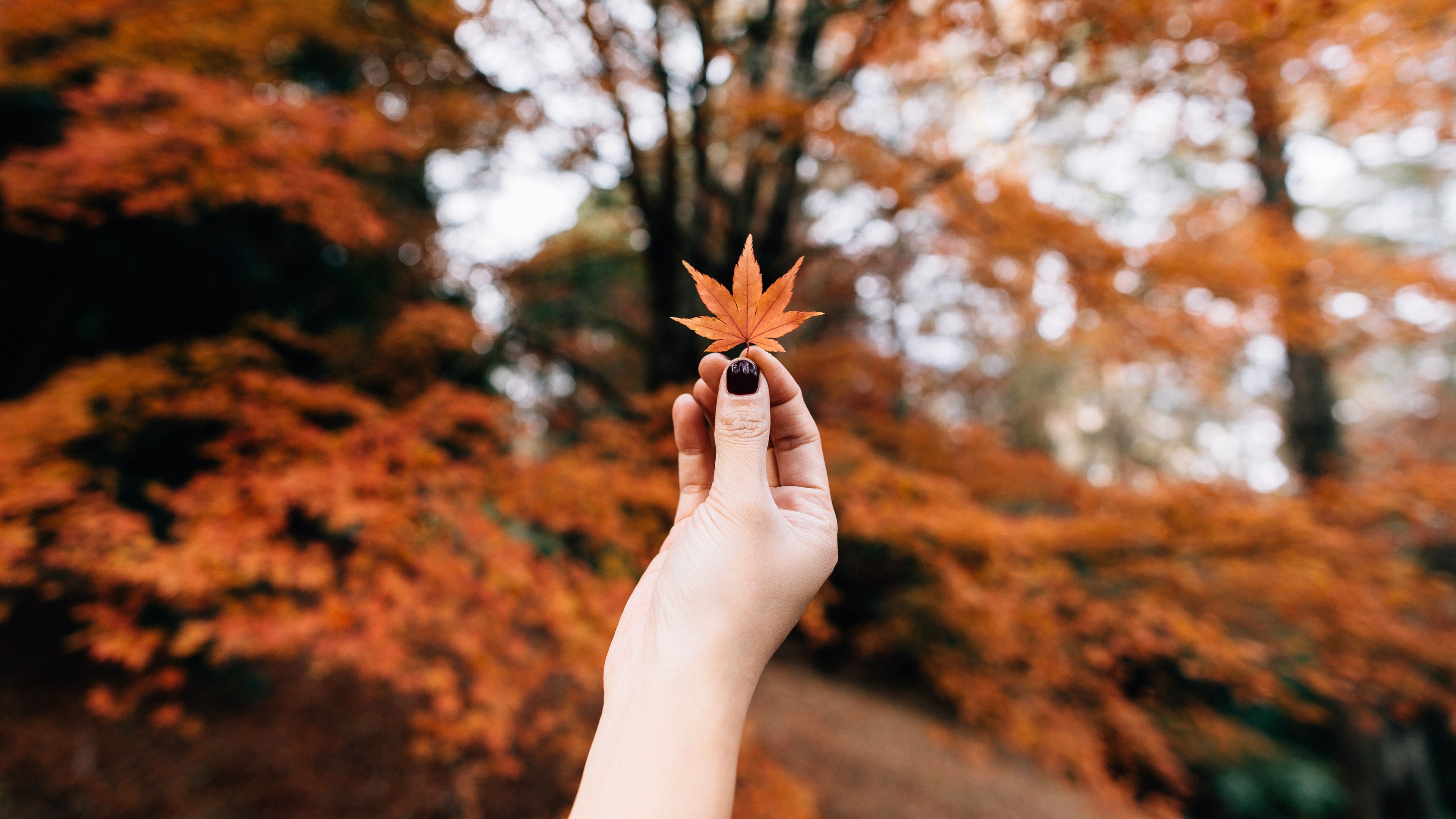 maple, leaf, autumn, hand, 4k, HD Wallpaper
