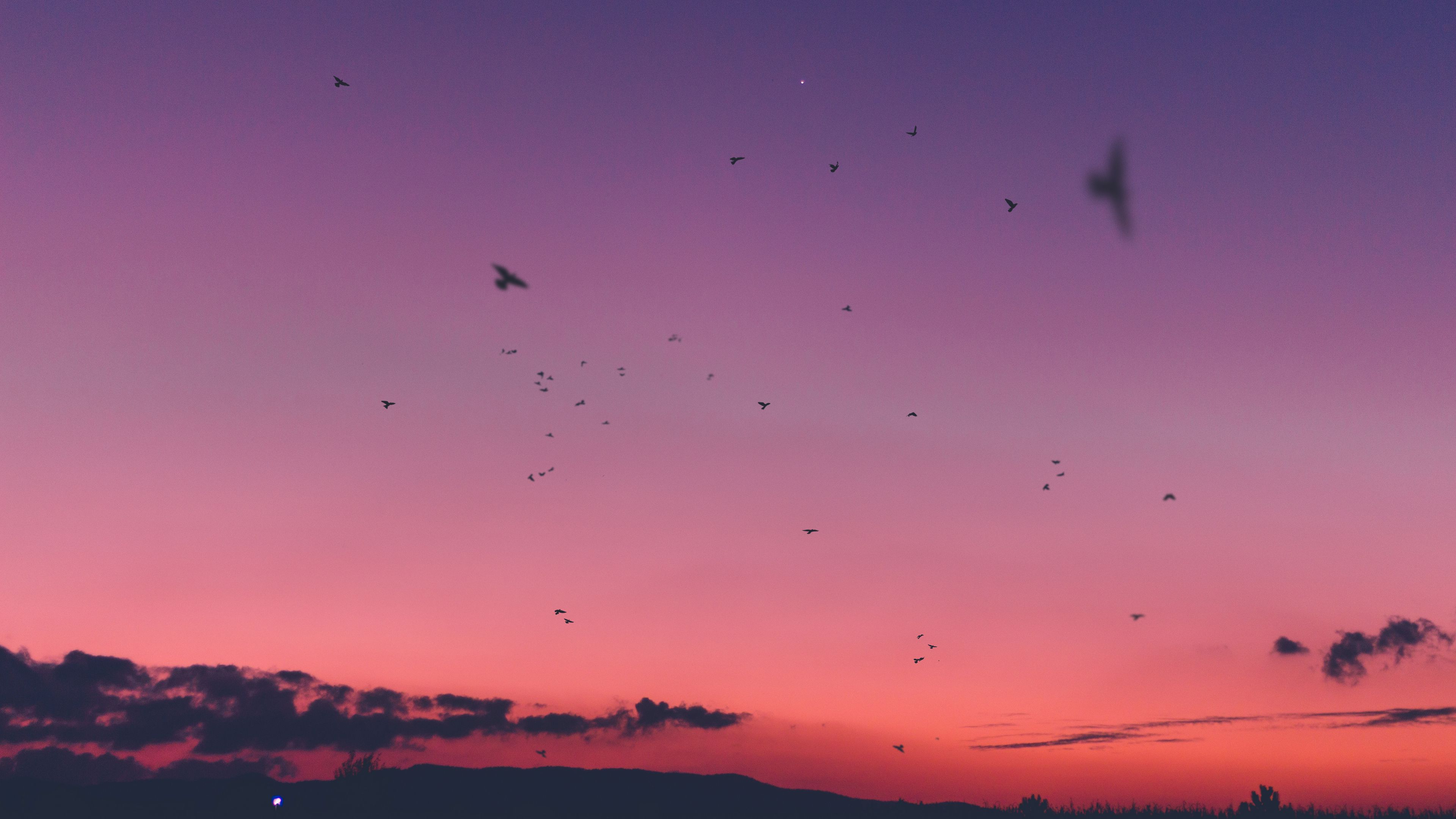 sky, sunset, birds, 4k, HD Wallpaper