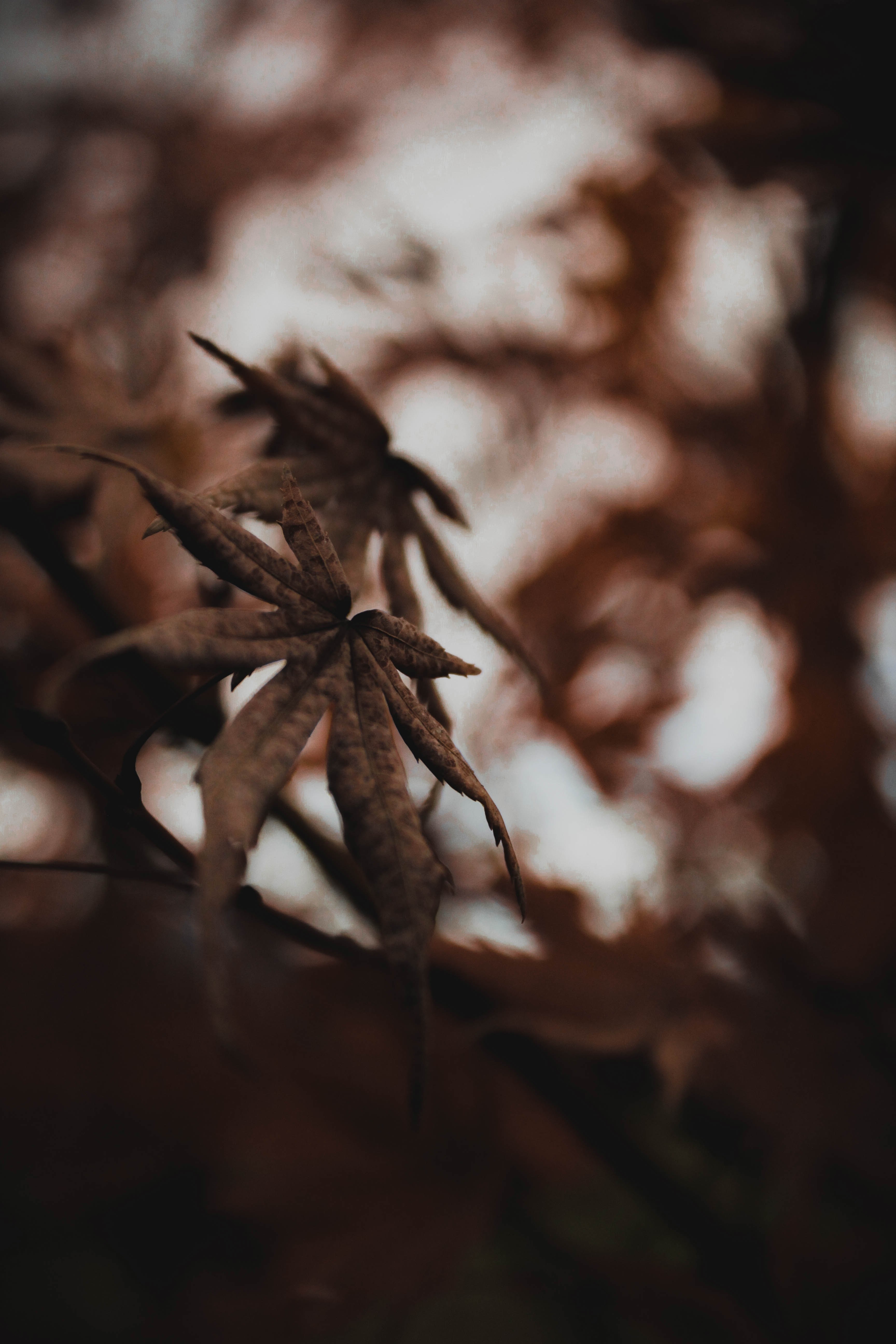 monochromatic leaf on a blurry forest background, autumn leaves 4k, Phone HD Wallpaper