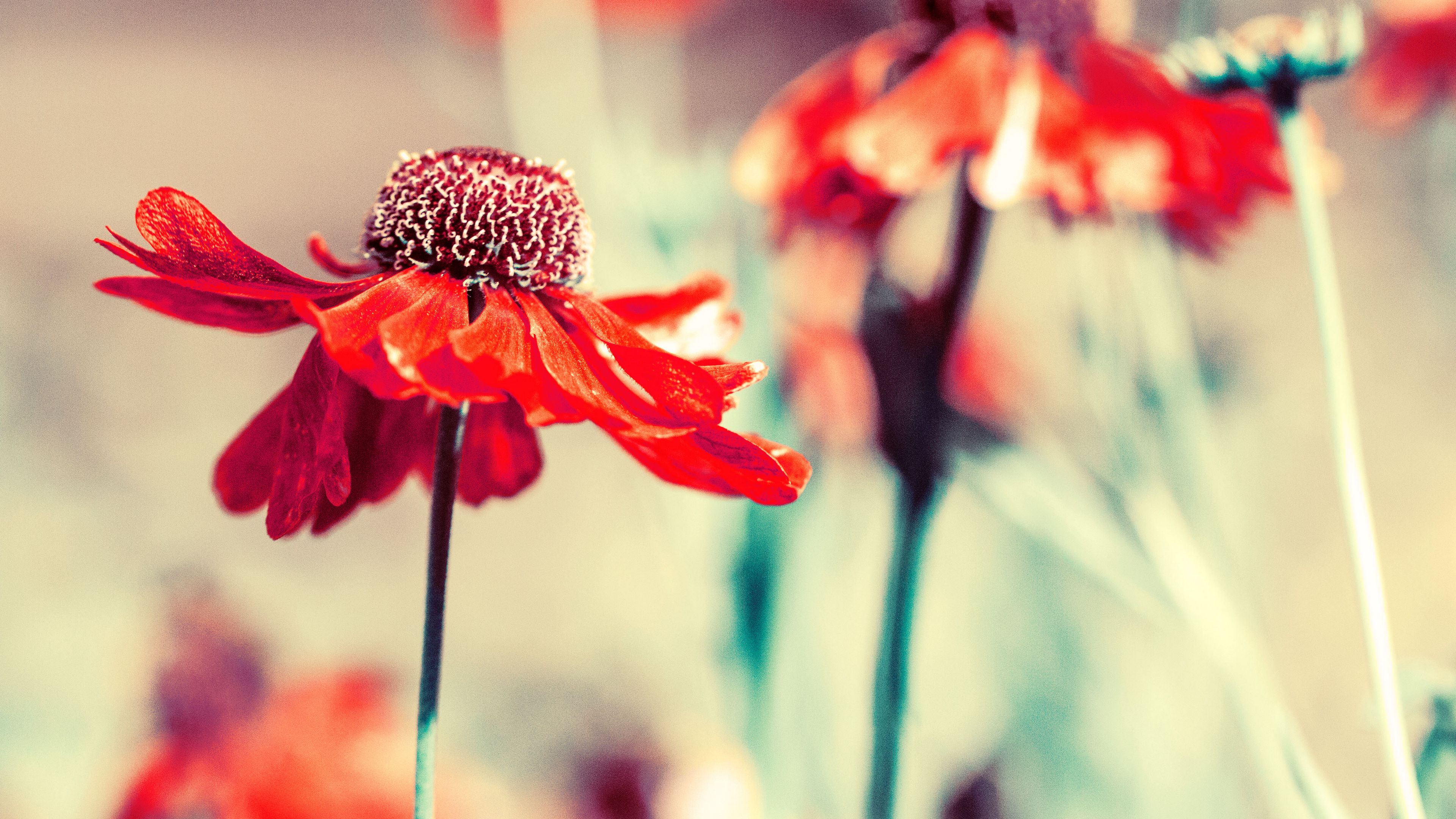 flower, bud, petals, blur, 4k, HD Wallpaper