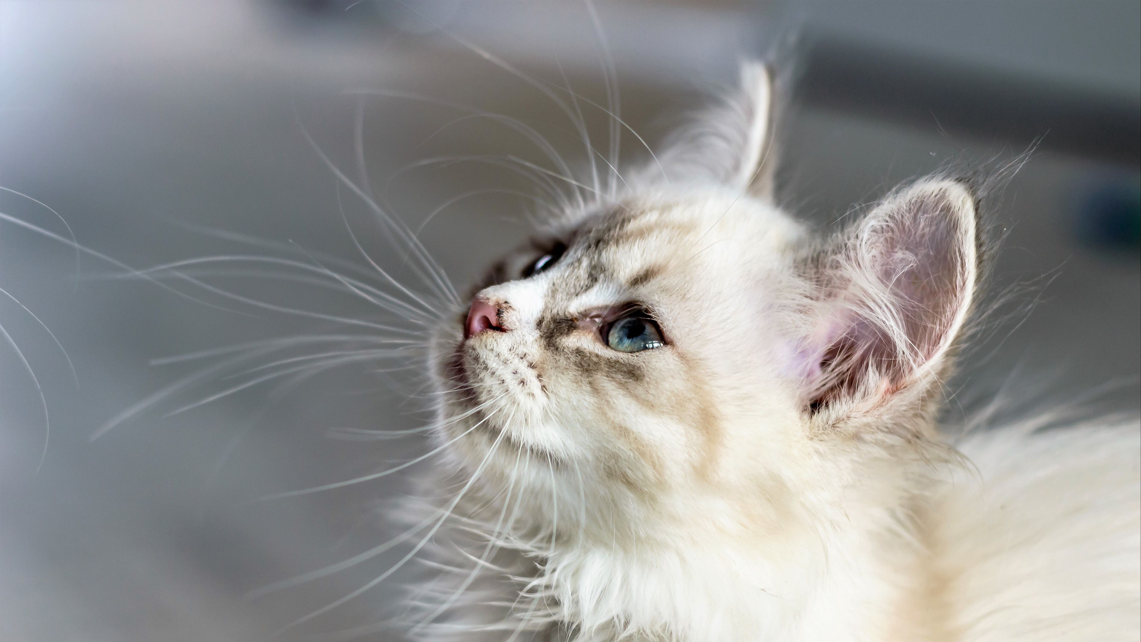 kitten, cat, muzzle, fluffy, look, 4k, HD Wallpaper