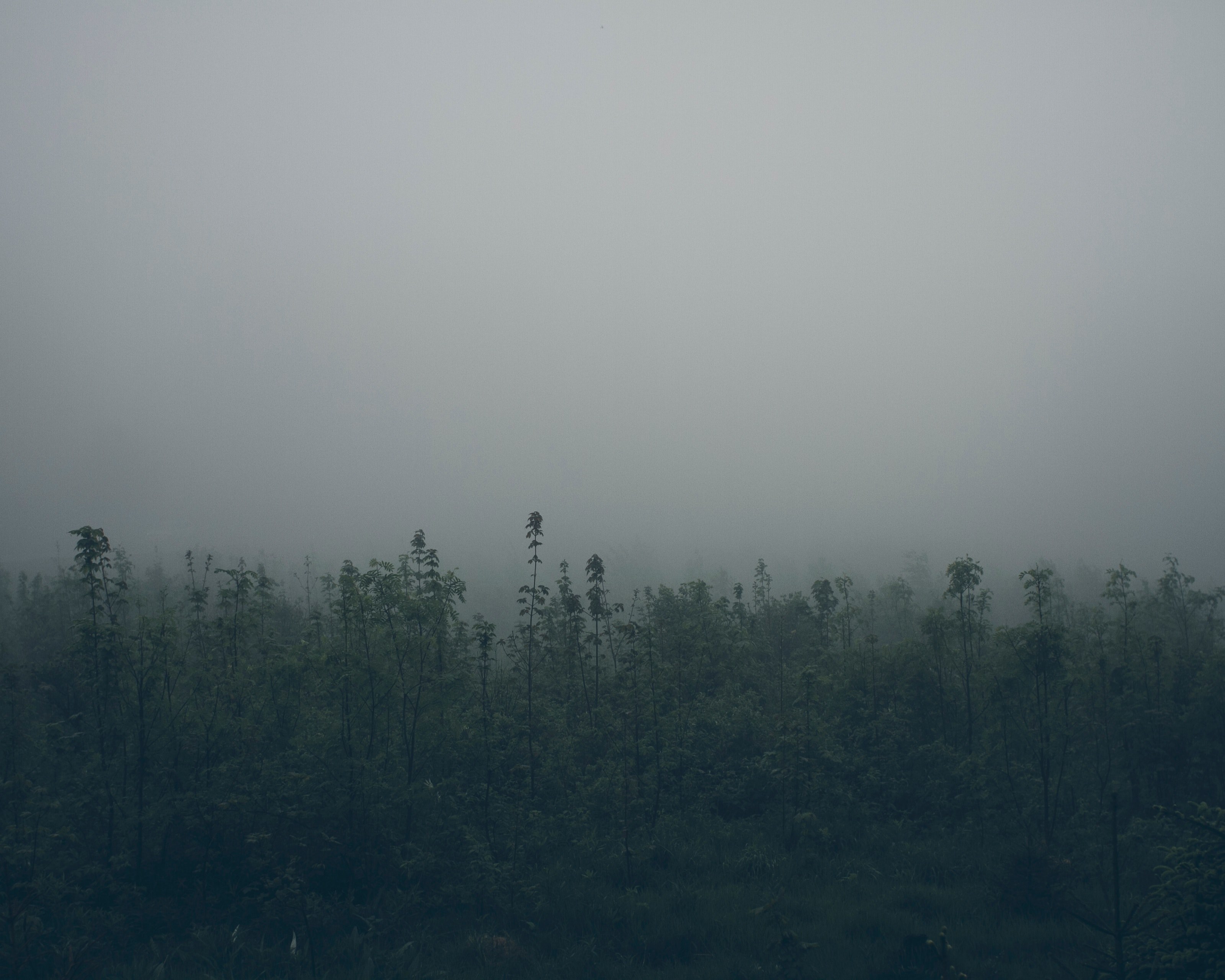 thick fog over the treetops in a forest, mist over treetops 4k, HD Wallpaper