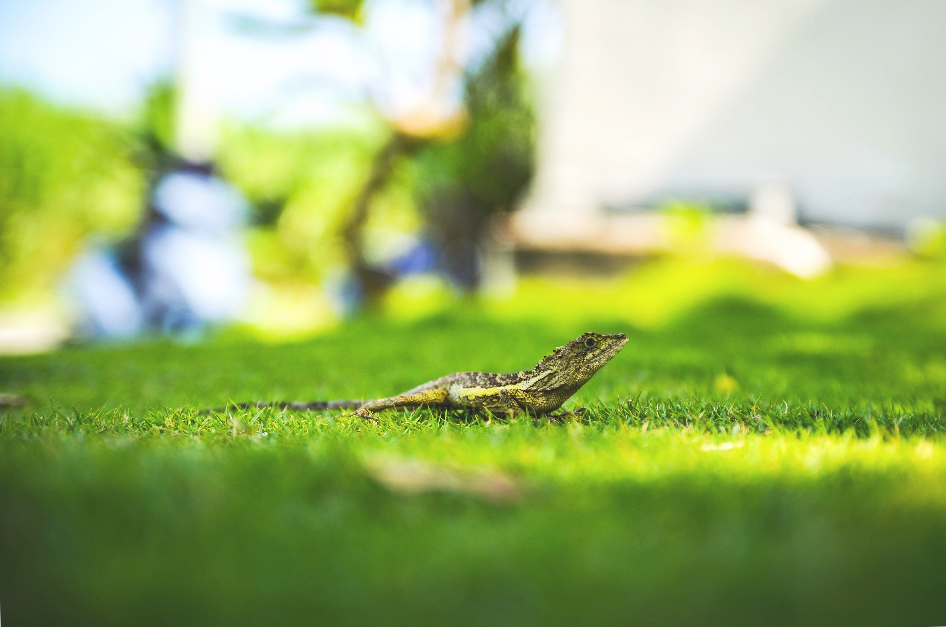 lizard grass reptile and gecko 4k, HD Wallpaper