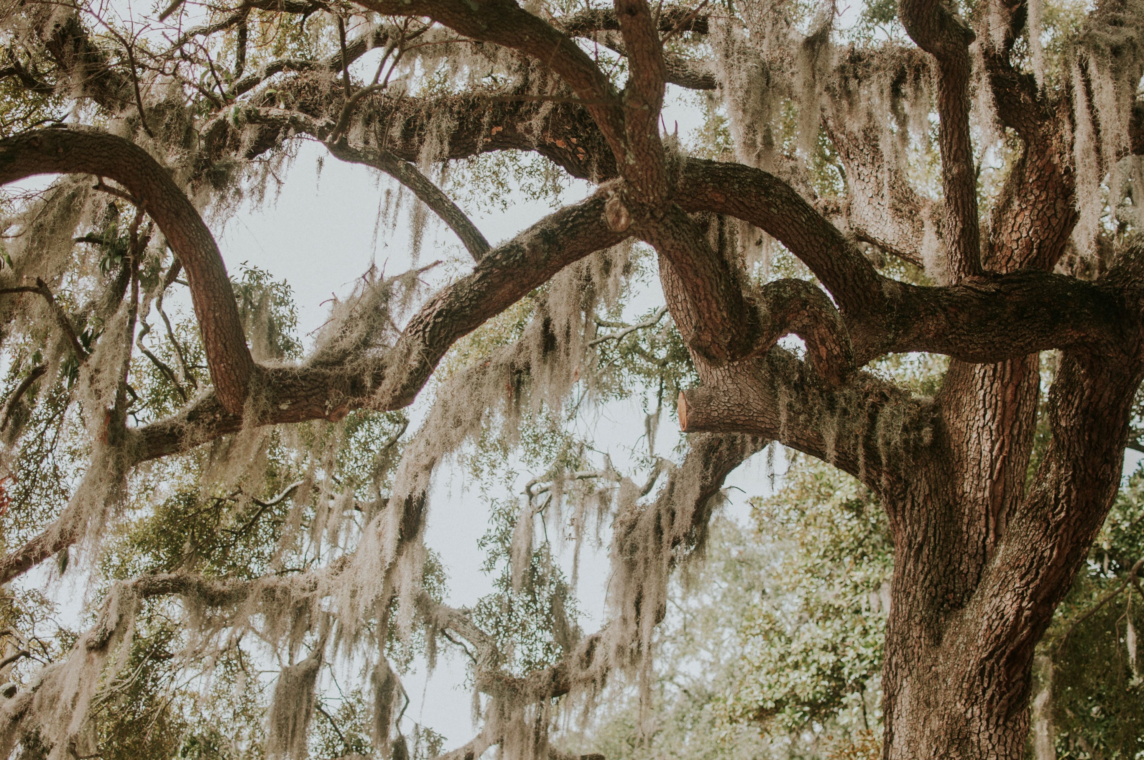 savannah georgia 4k, HD Wallpaper