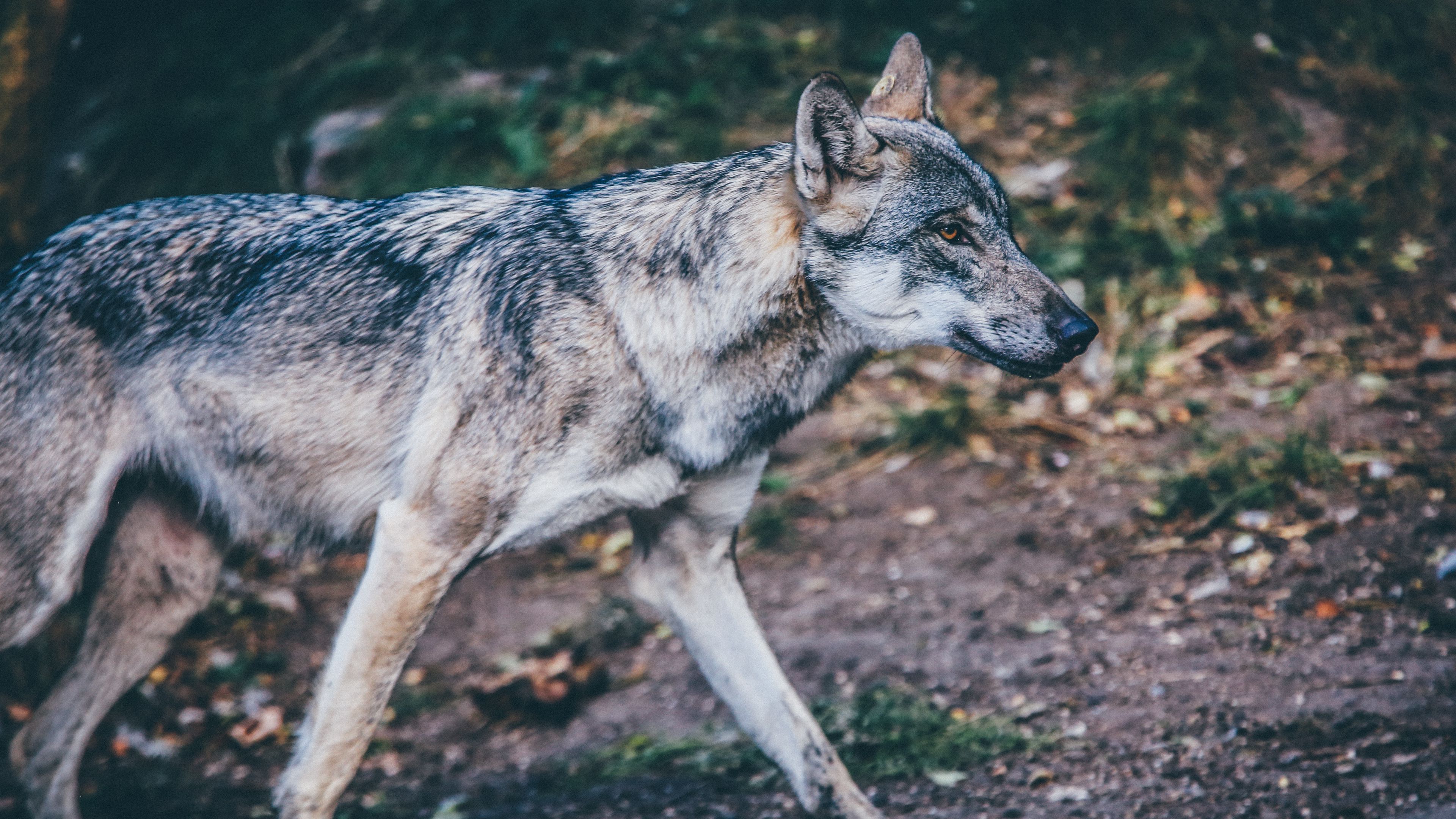 wolf, predator, walk, 4k, HD Wallpaper