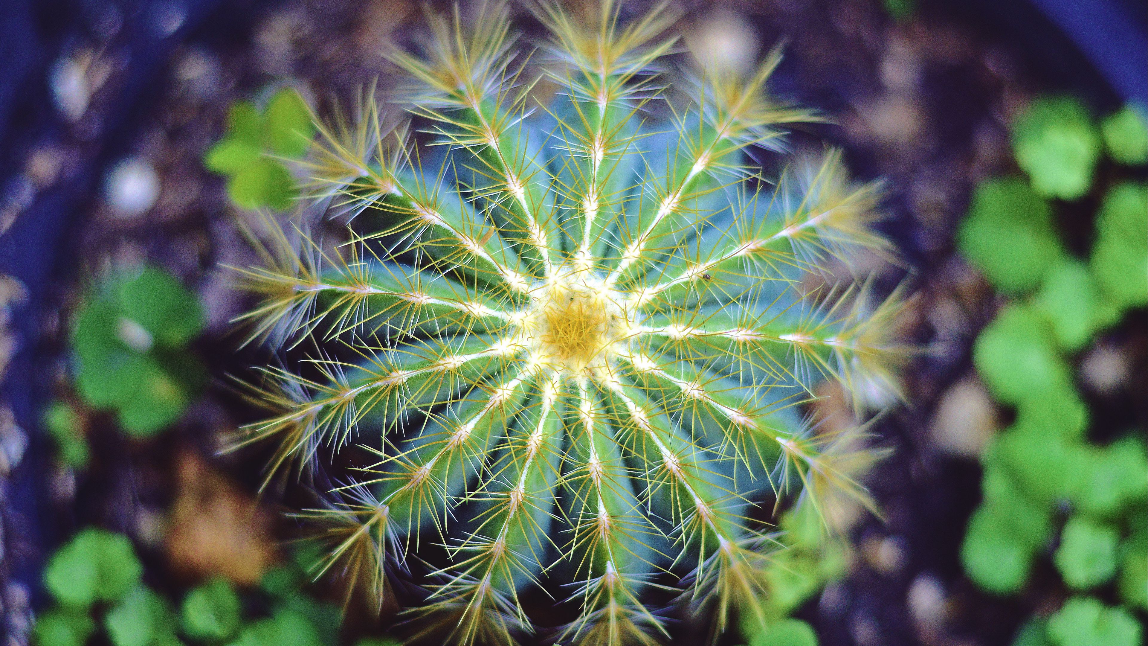 cactus, spines, houseplant, 4k, HD Wallpaper