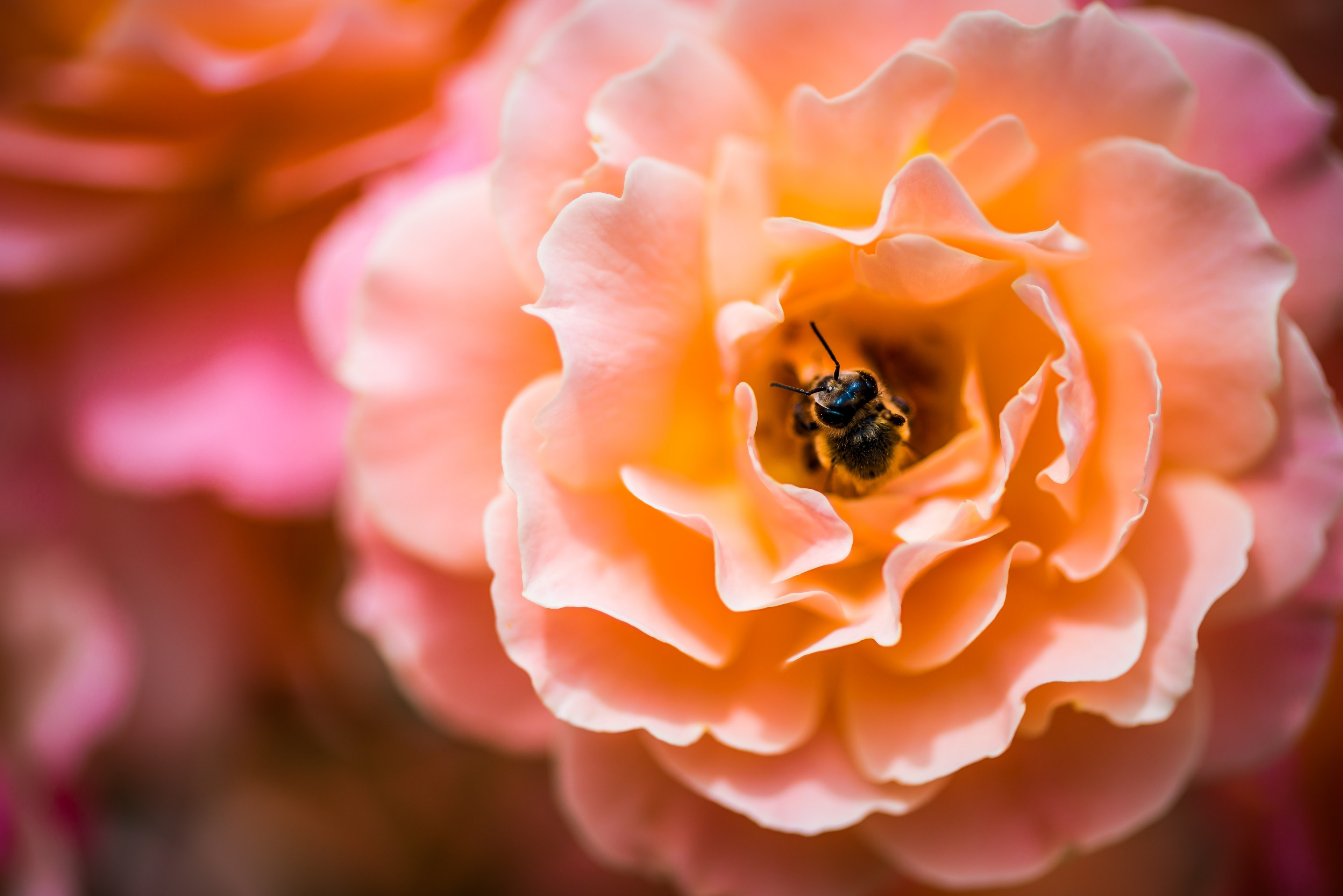 a macro shot of a bee collecting pollen inside a light pink flower, busy bee in a flower 4k, HD Wallpaper