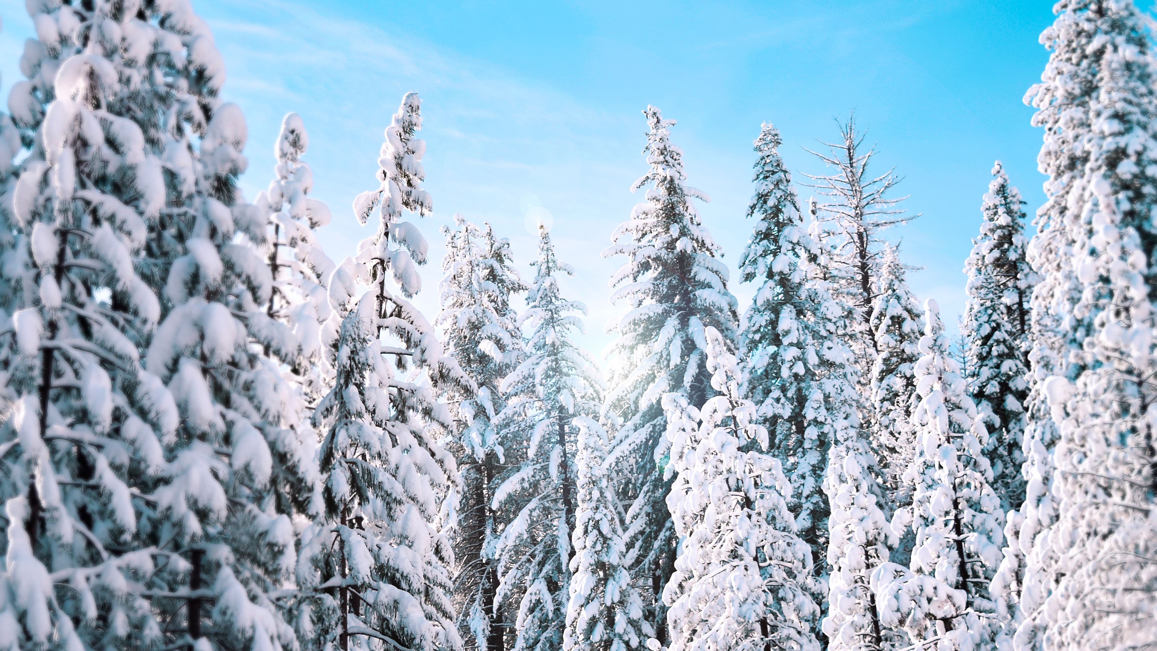 trees, spruce, winter, 4k, HD Wallpaper