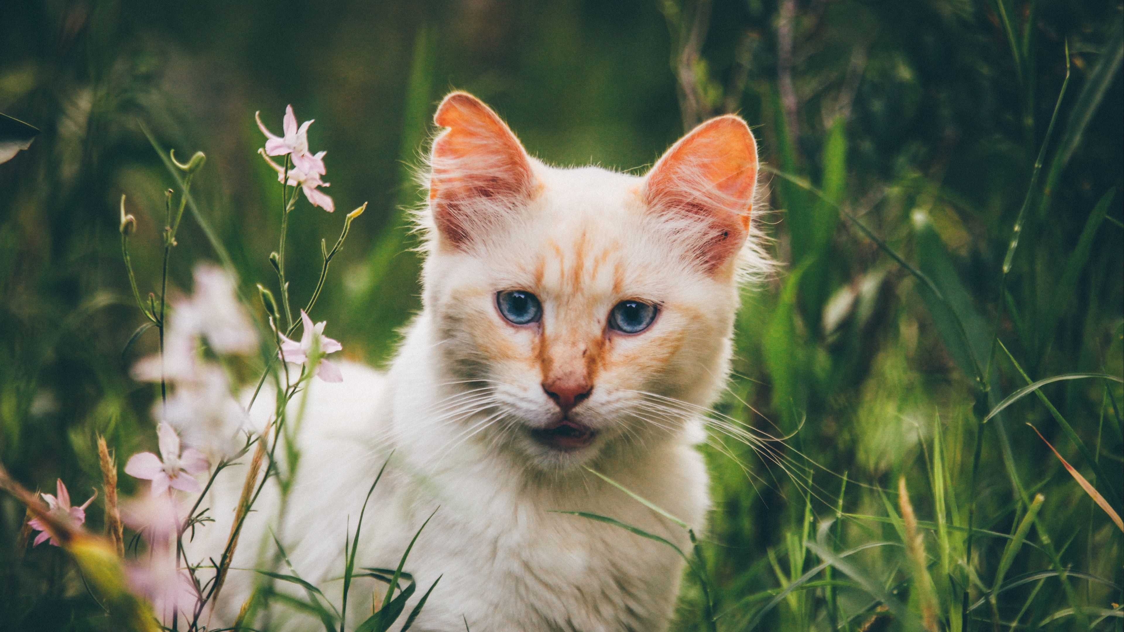 cat, muzzle, look, 4k, HD Wallpaper