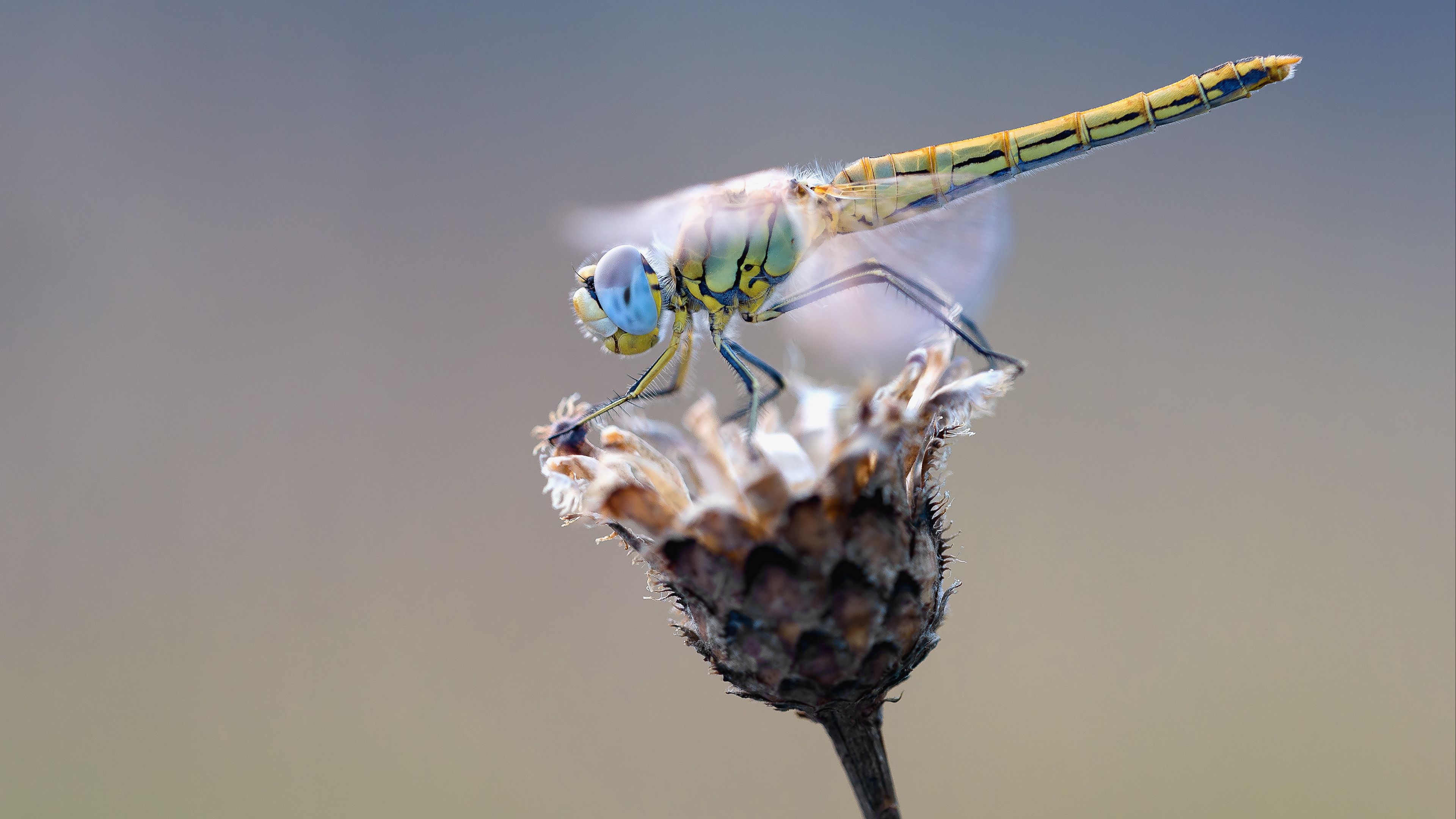 dragonfly, flower, closeup, 4k, HD Wallpaper