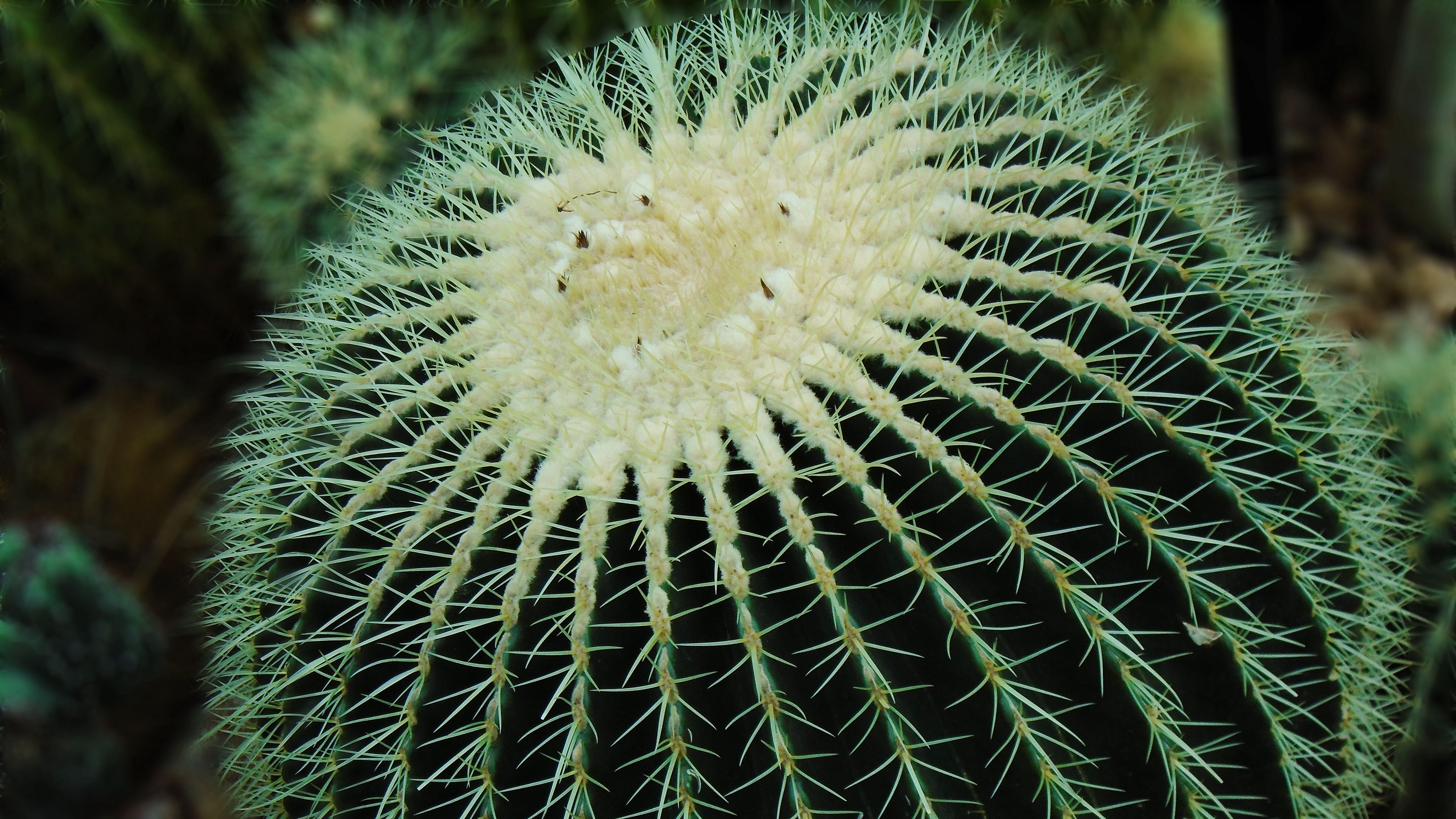 cactus, succulent, spines, 4k, HD Wallpaper