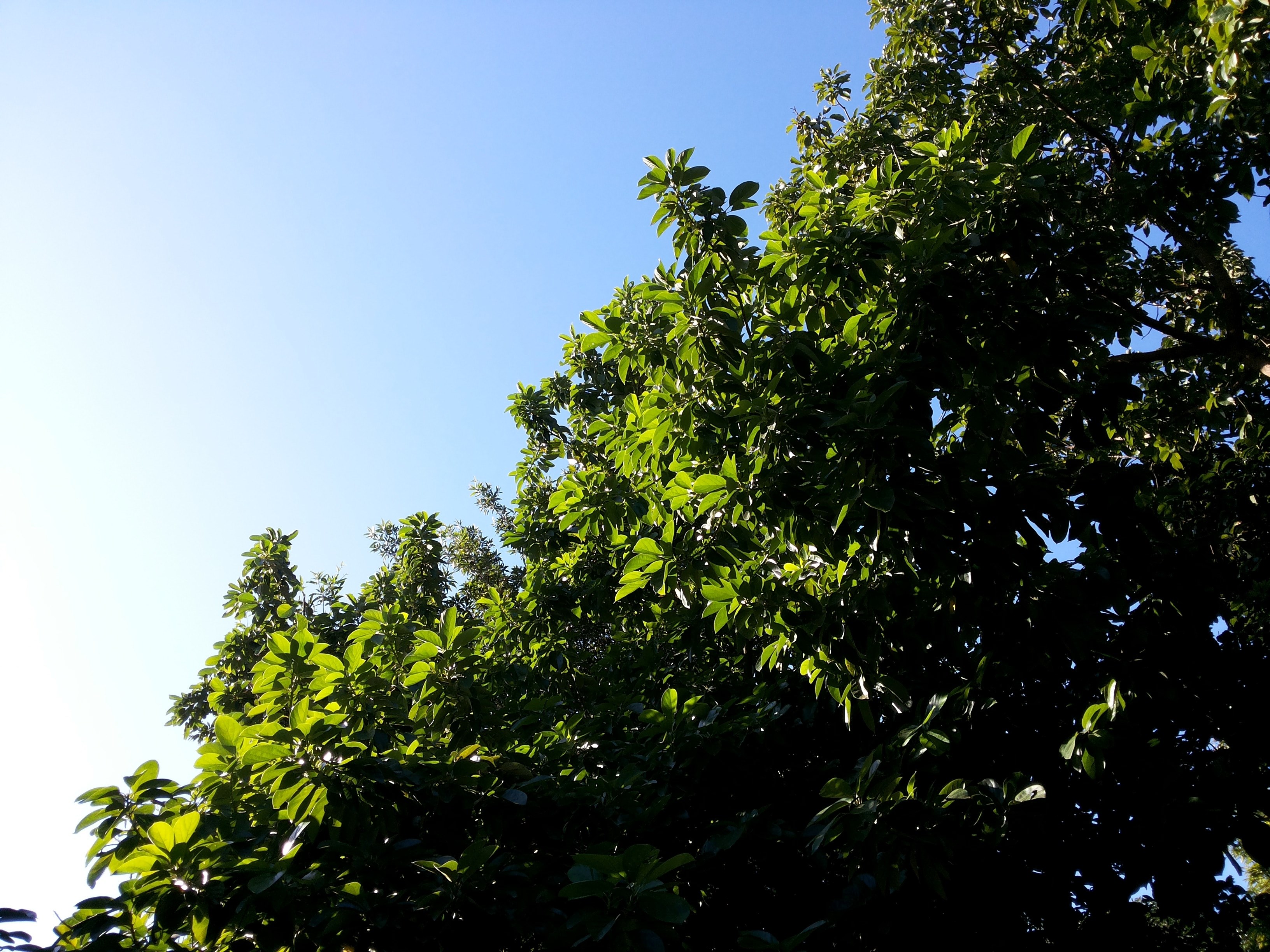 a low angle shot of the top branches of a green leafy tree against a blue sky, treetops against the blue sky 4k, HD Wallpaper
