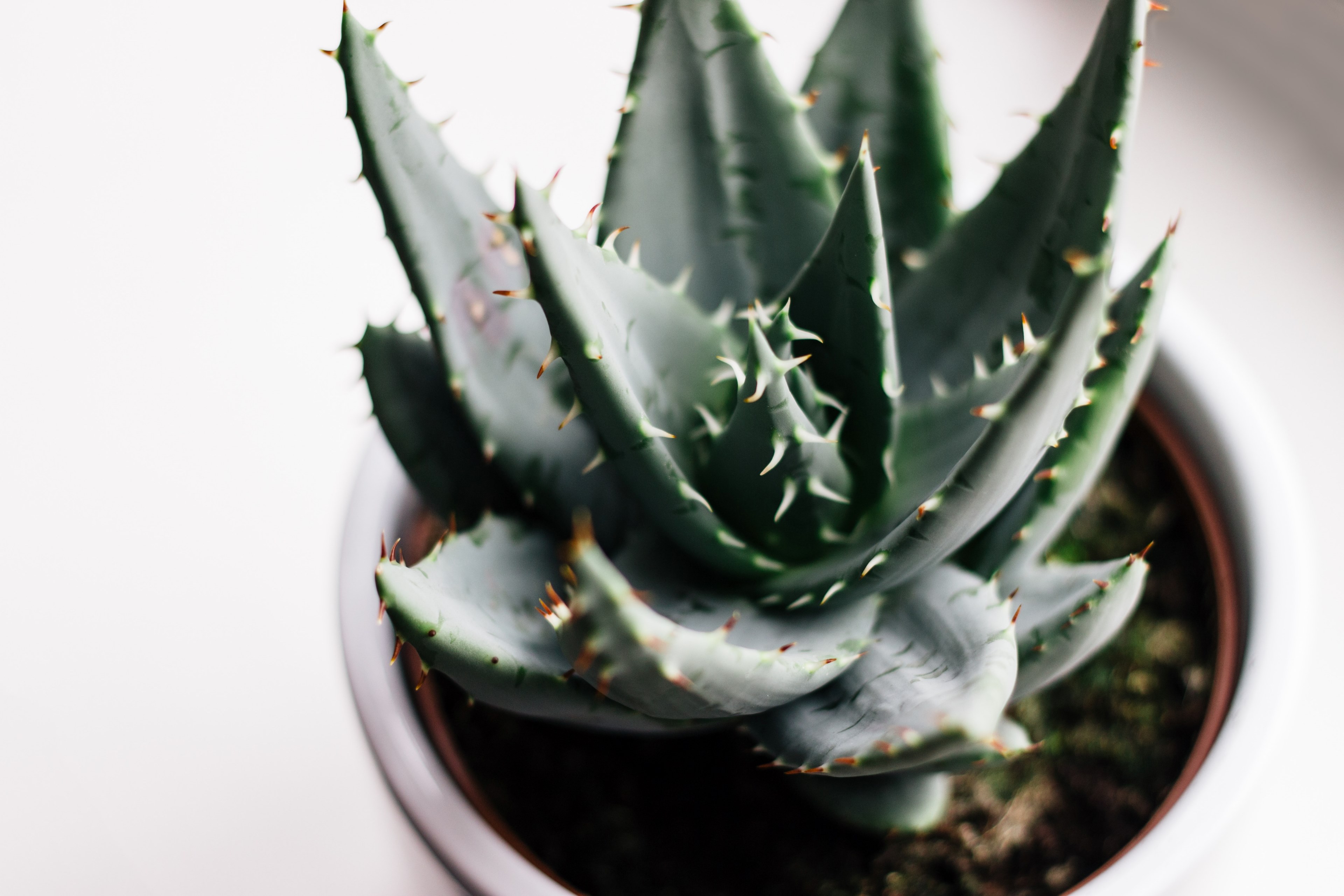 plant cactus succulent and green 4k, HD Wallpaper