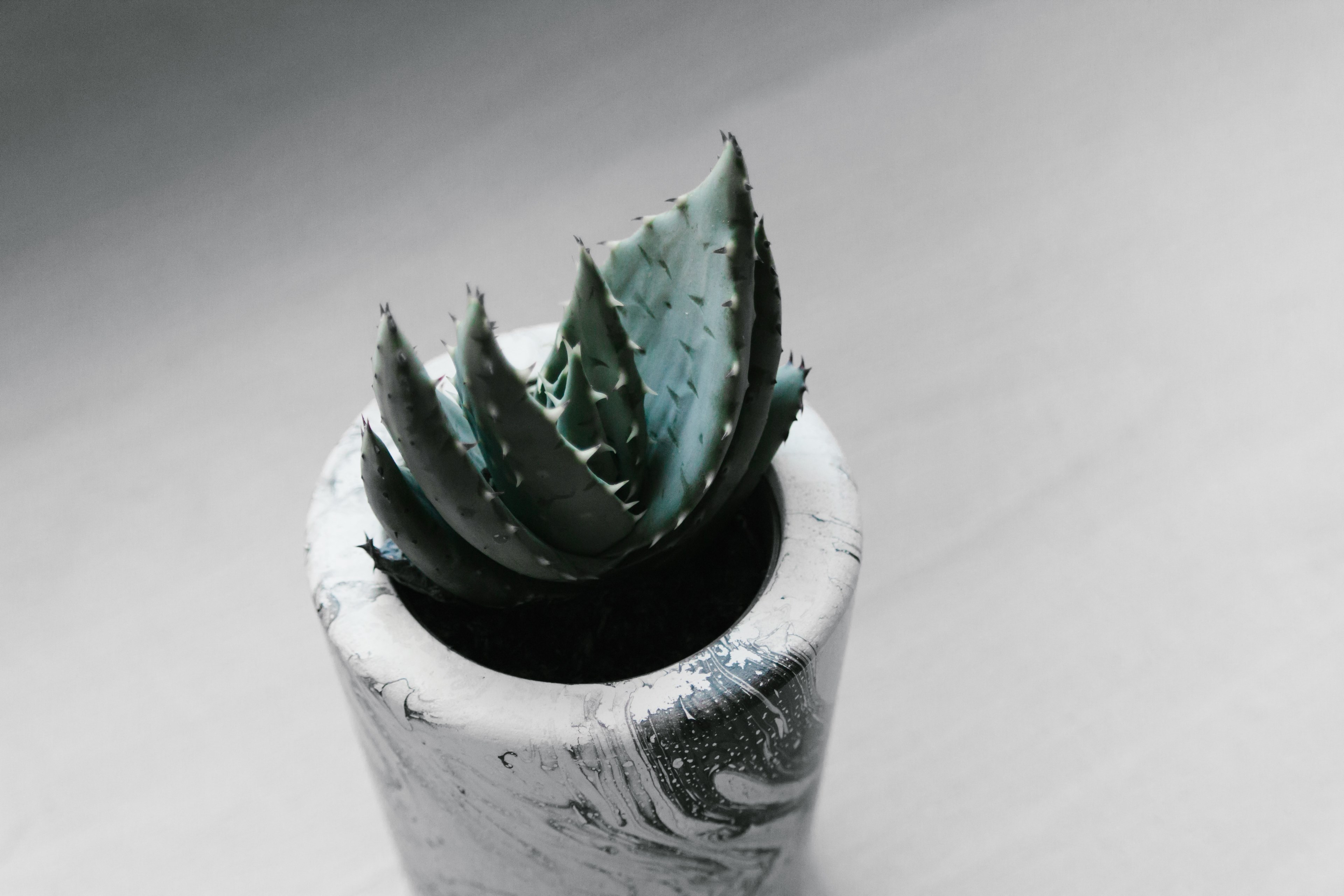 plant succulent pot and planter 4k, HD Wallpaper