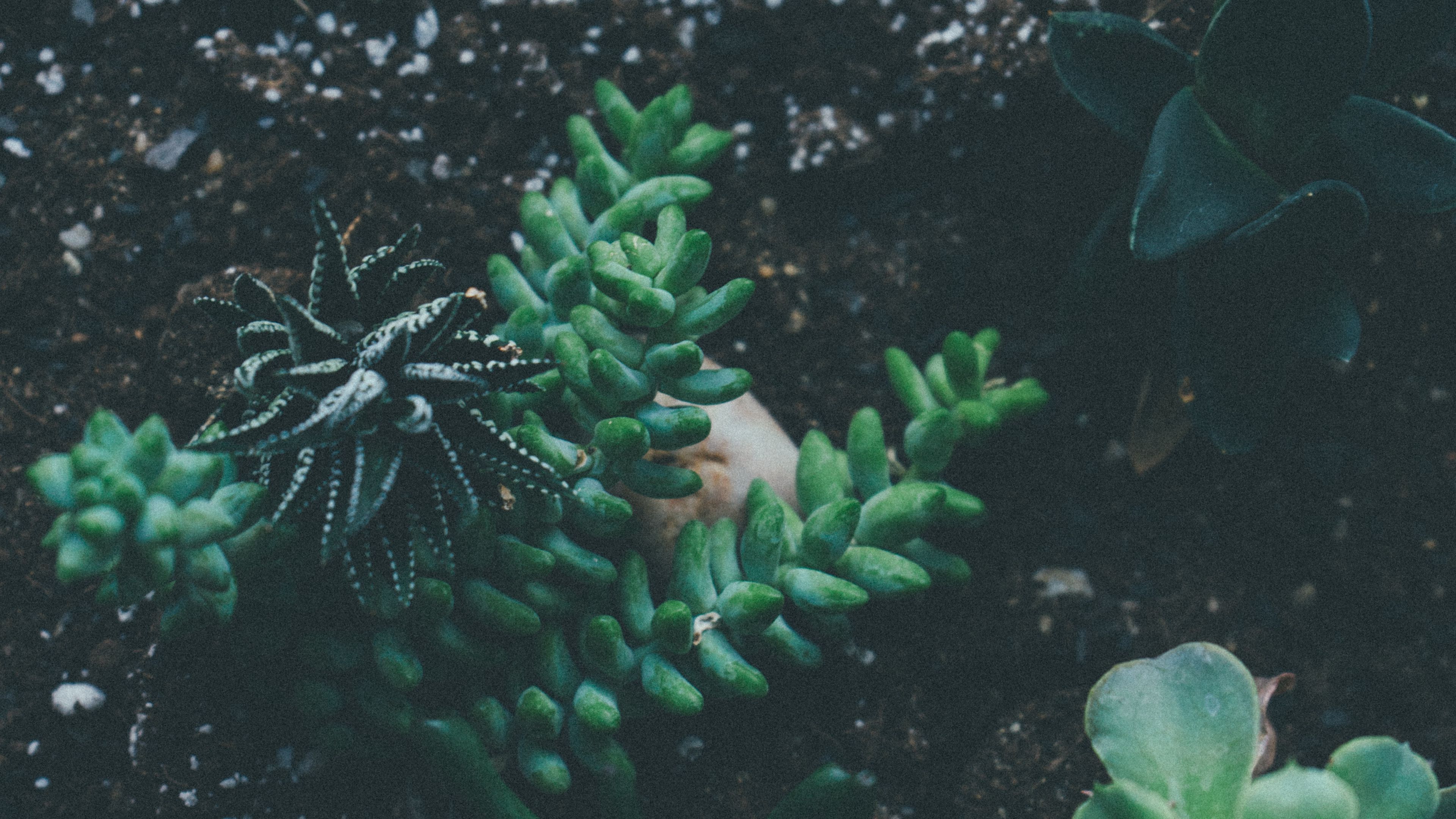 plant, pointed, soil, 4k, HD Wallpaper