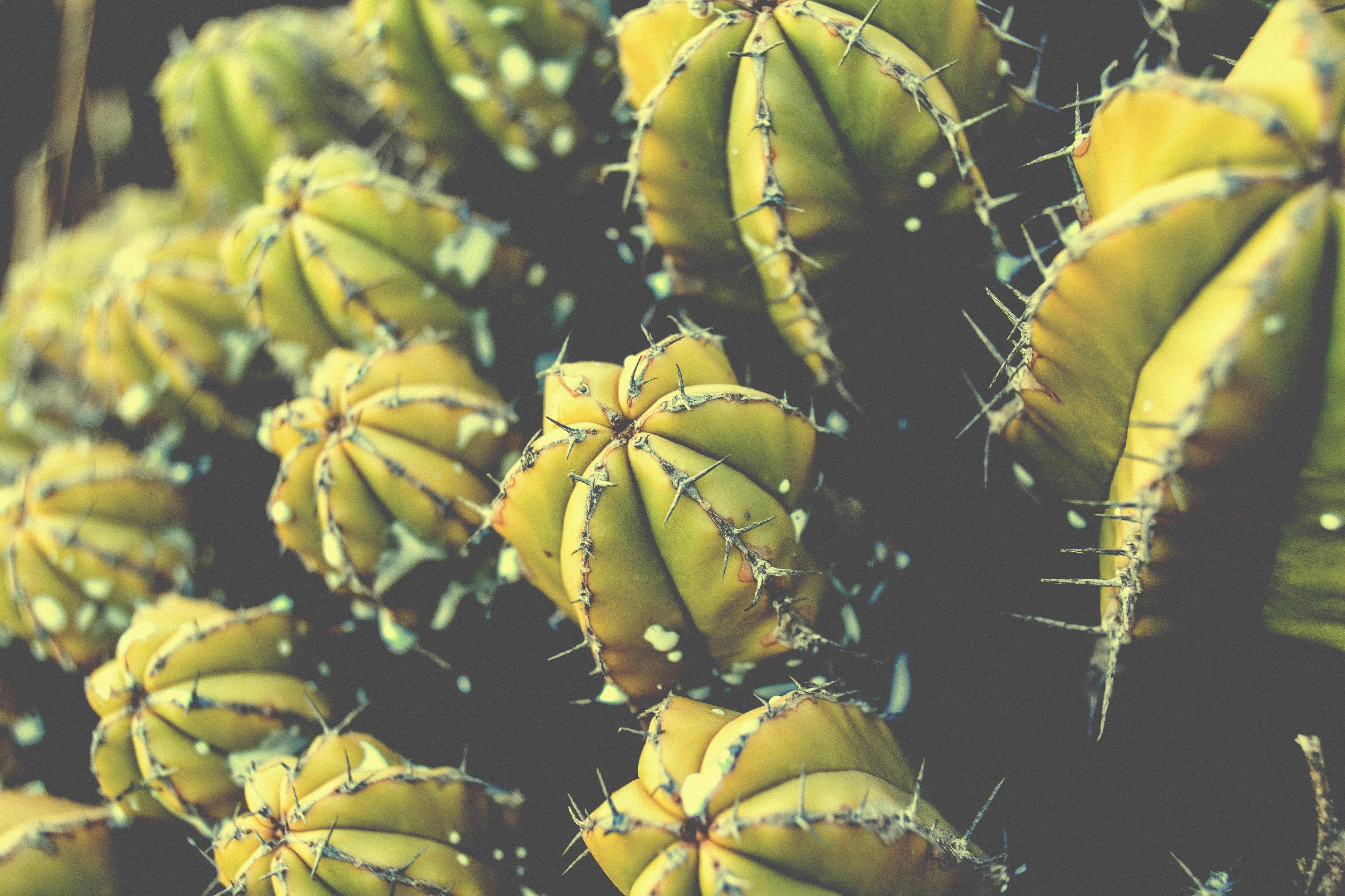 green freshness 4k, HD Wallpaper