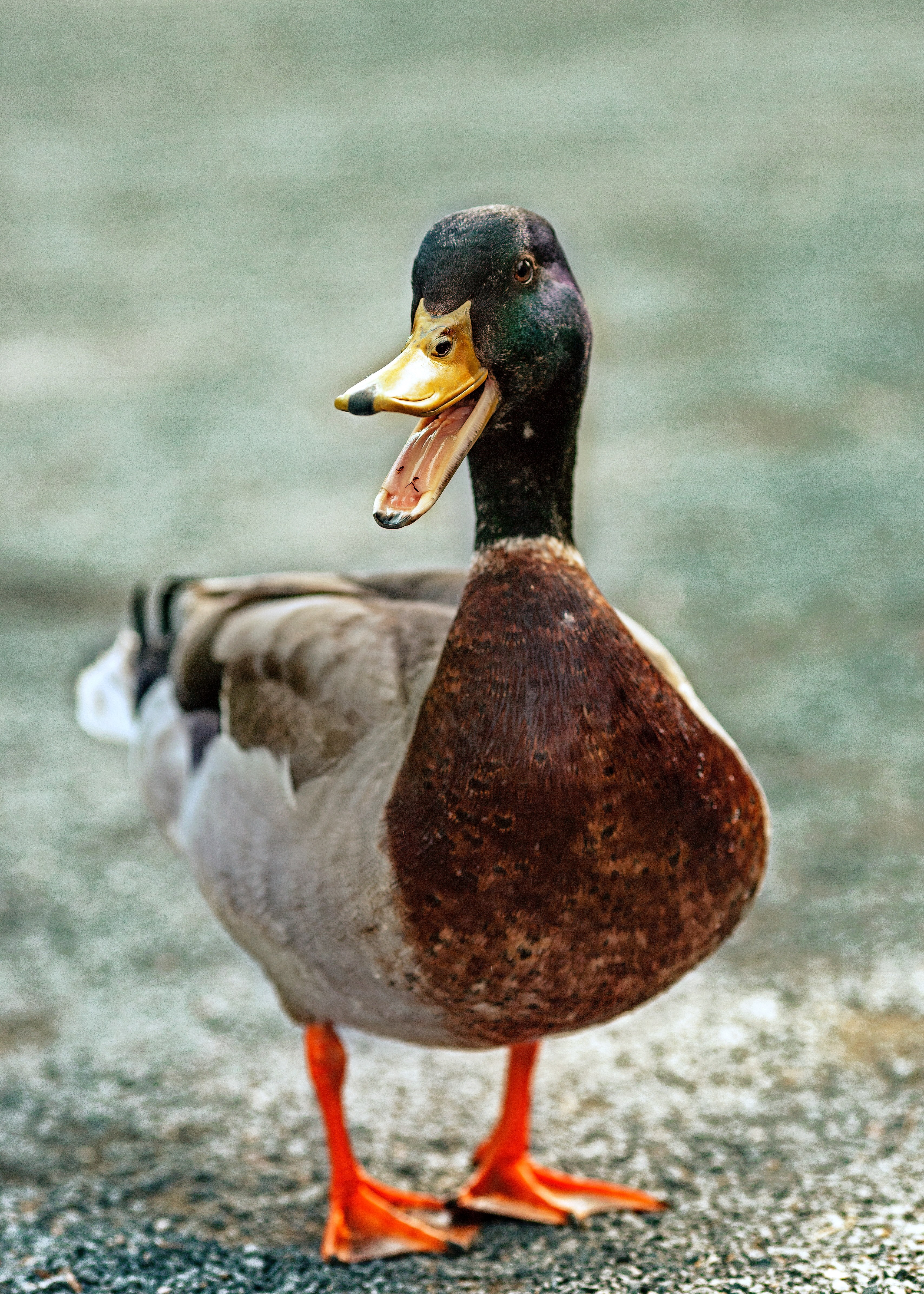 bird nature zoo and animal hd, 4k, Phone HD Wallpaper