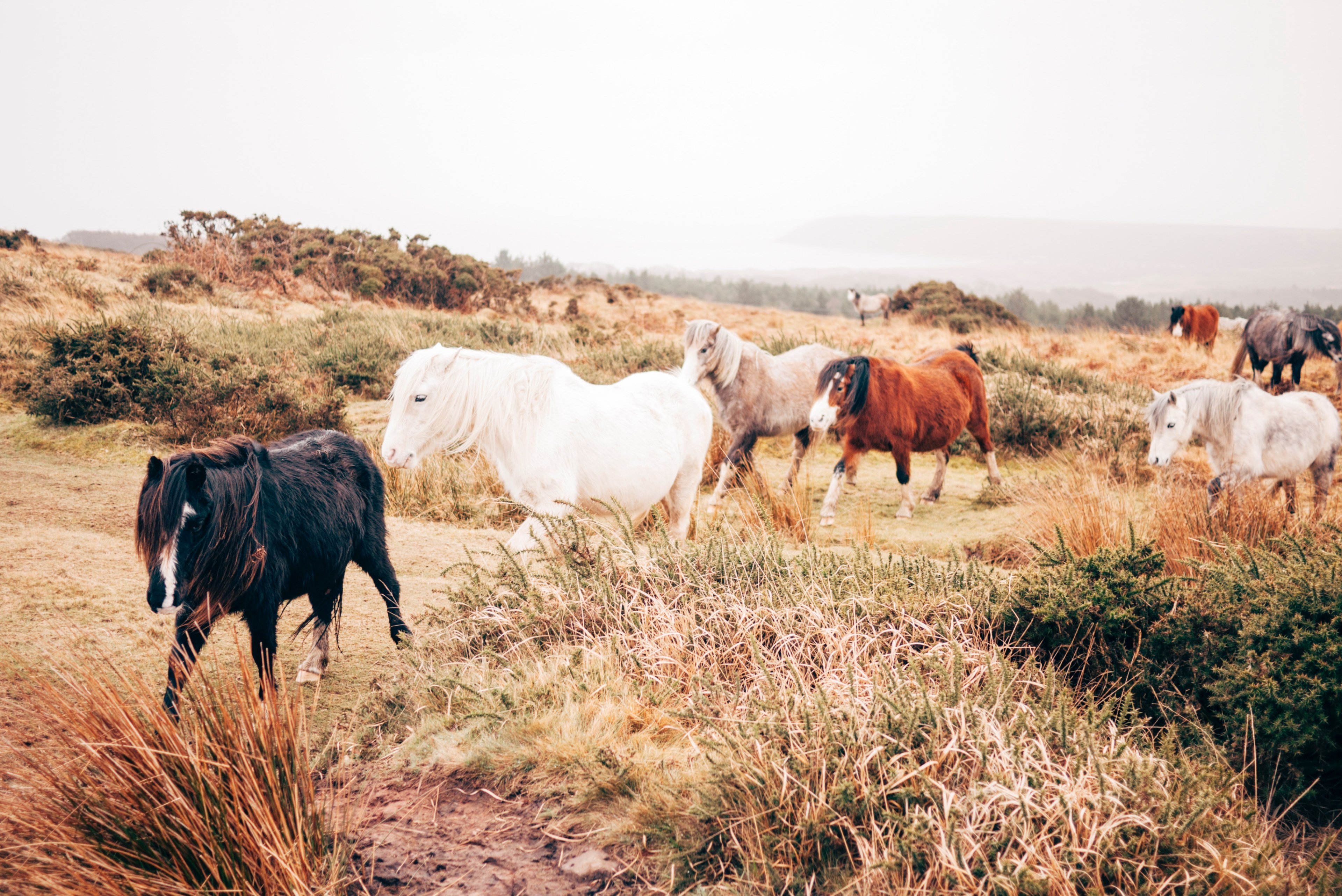a herd of ponies walking through autumn grasses and shrubs, pony herd in the autumn 4k, HD Wallpaper