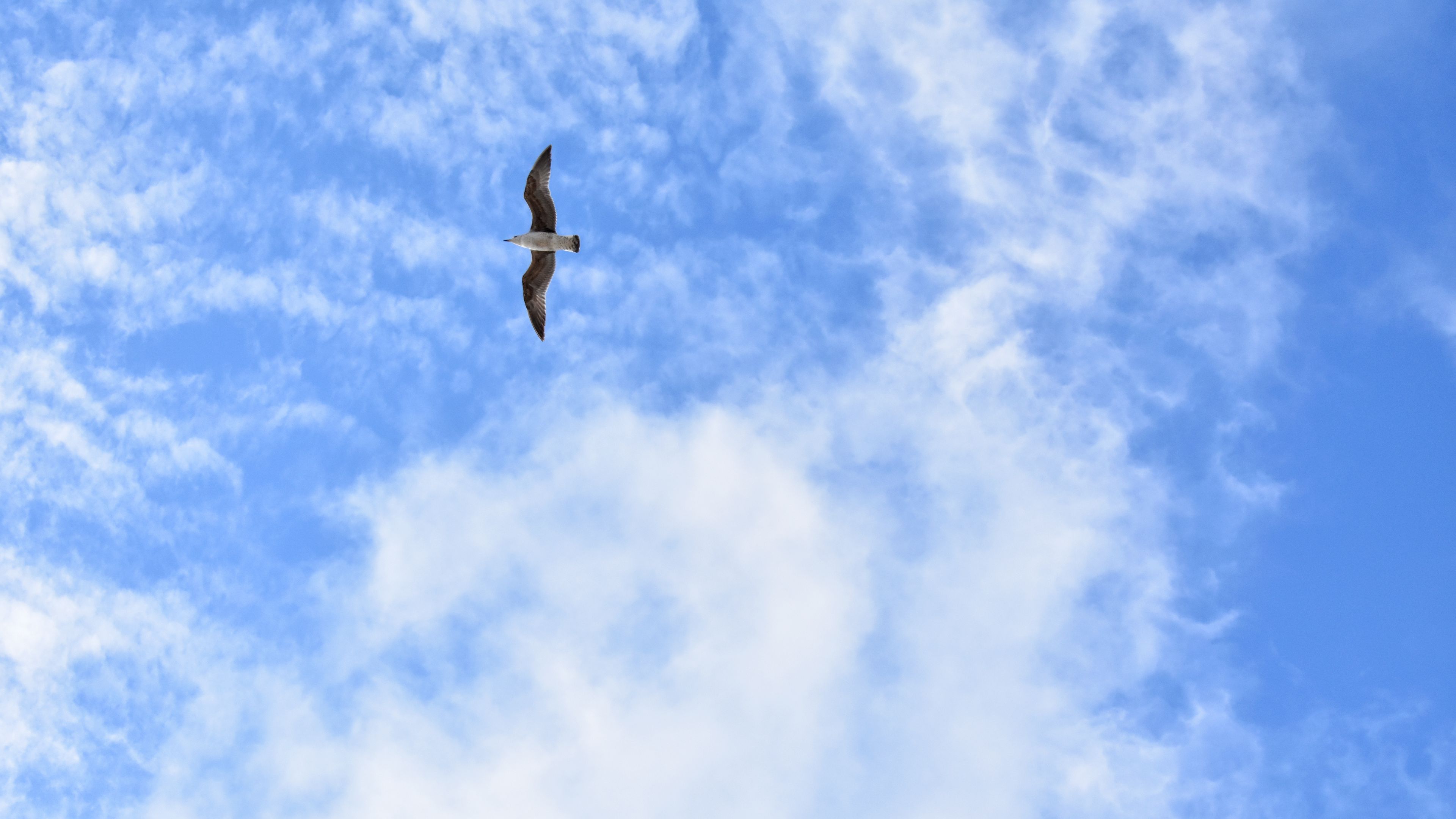 seagull, flight, minimalism, 4k, HD Wallpaper