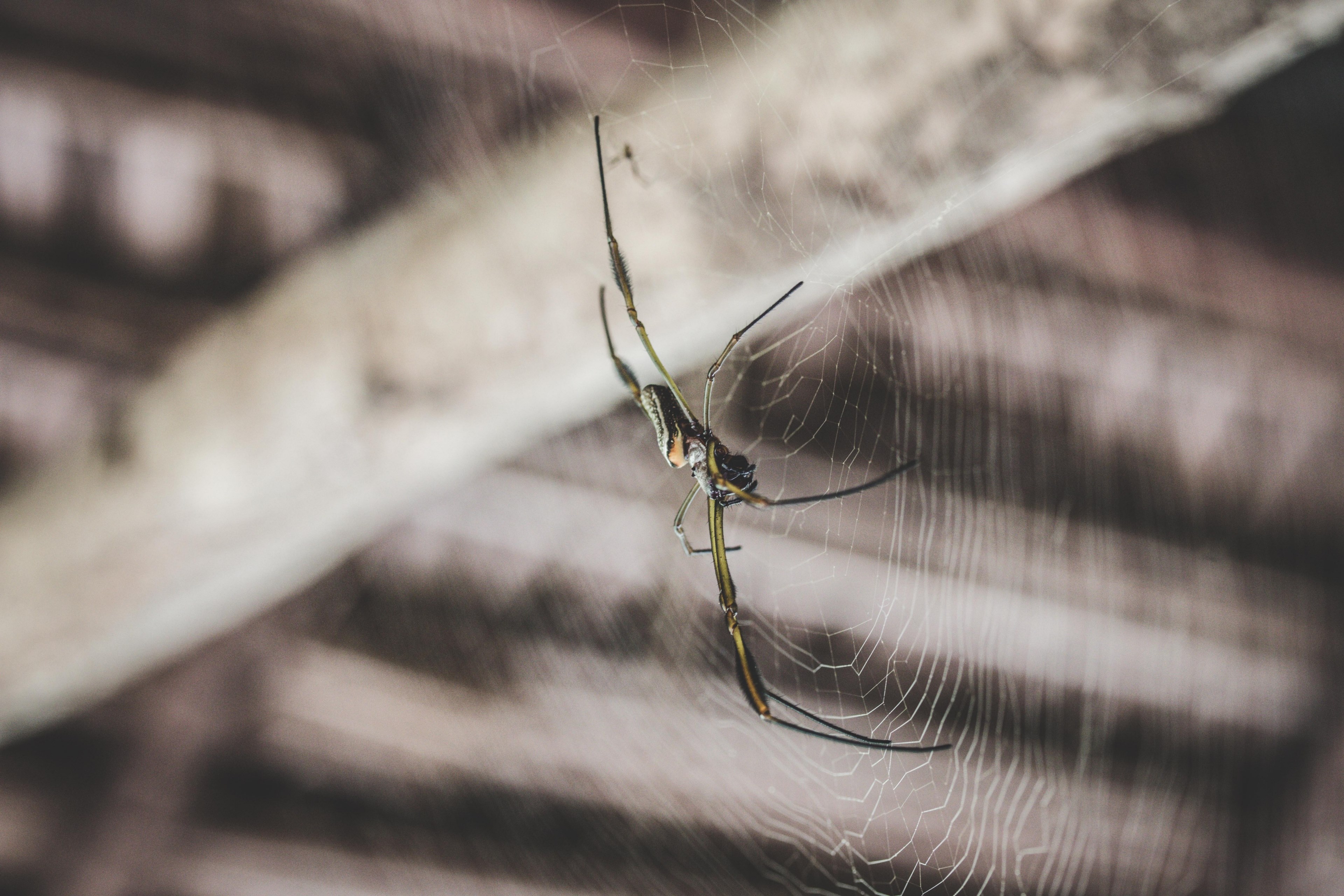 macro view of a spider on a circular spider web in a wooden building, bagazan spider 4k, HD Wallpaper